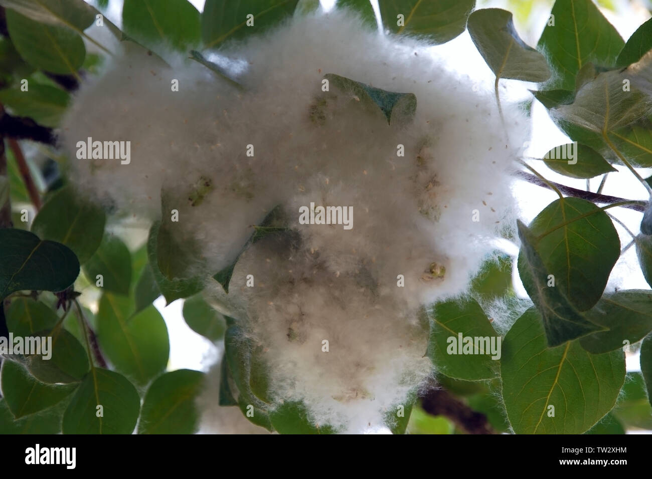 Lush flowering of poplar tree, poplar fluff is a strong allergen, dangerous time for people with allergies Stock Photo