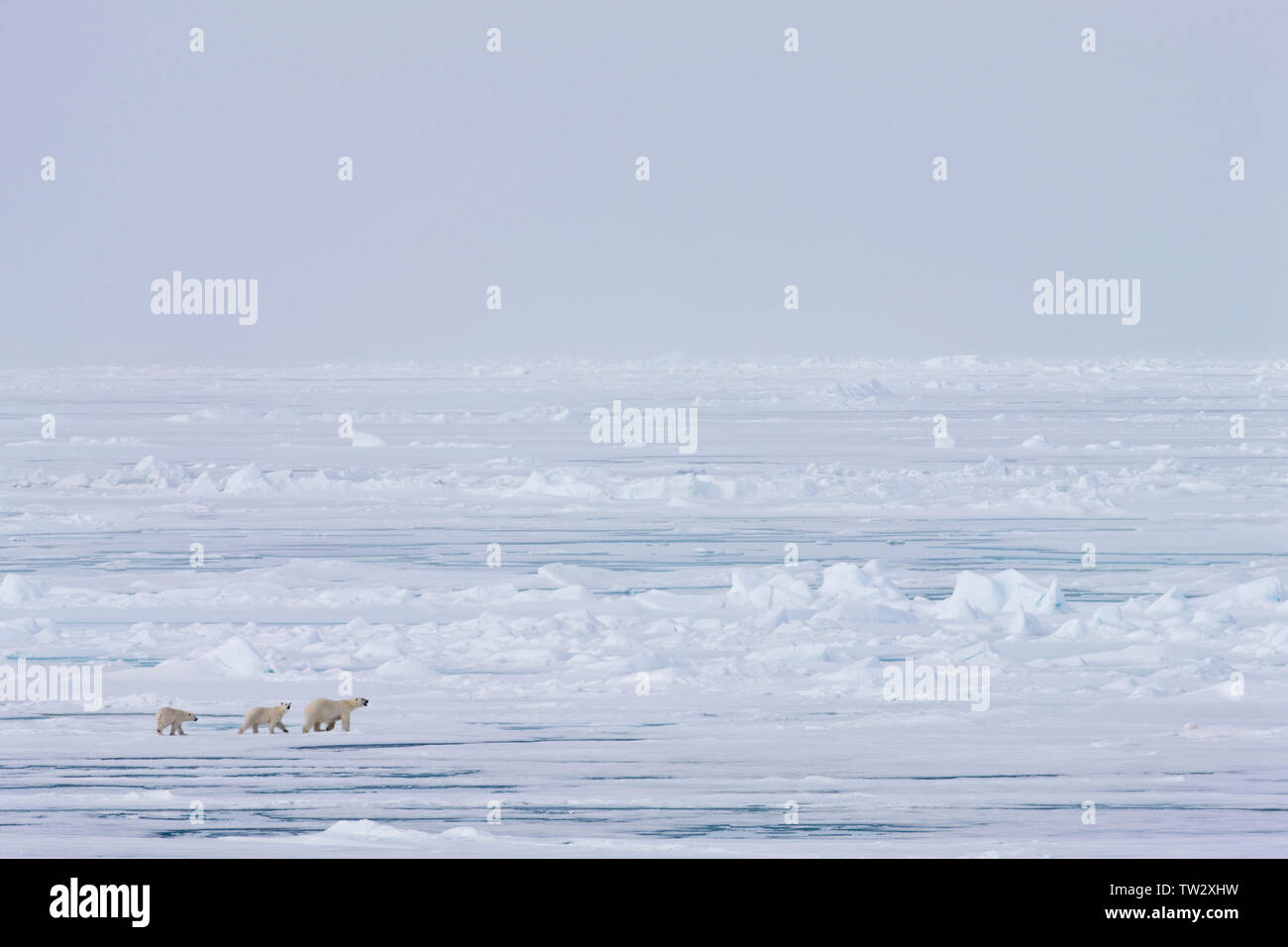 Female polar bear with two cubs in Russian Arctic walking on sea ice with pressure ridges in background. Stock Photo