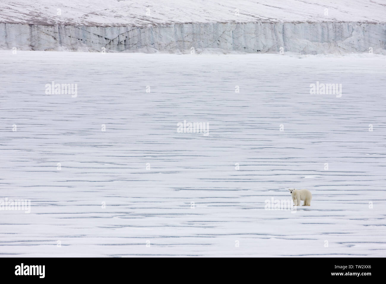 Polar bear waiting near seal hole in front of glacier, Franz Josef Land, Russian Arctic. Stock Photo