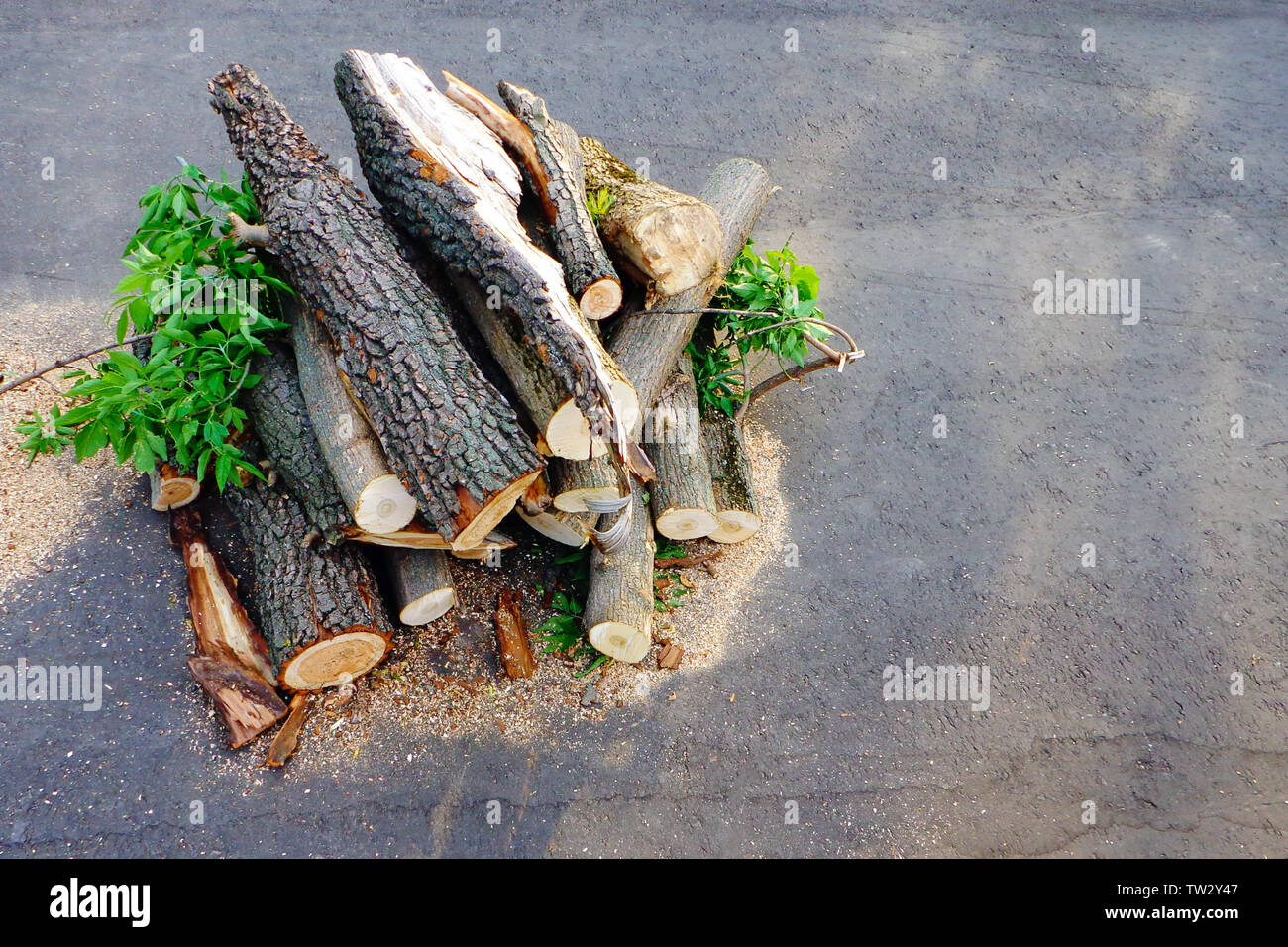 Freshly cut wooden logs with leaves are stacked on asphalt road. Pruning and cutting down diseased trees in urban parks. Stock Photo