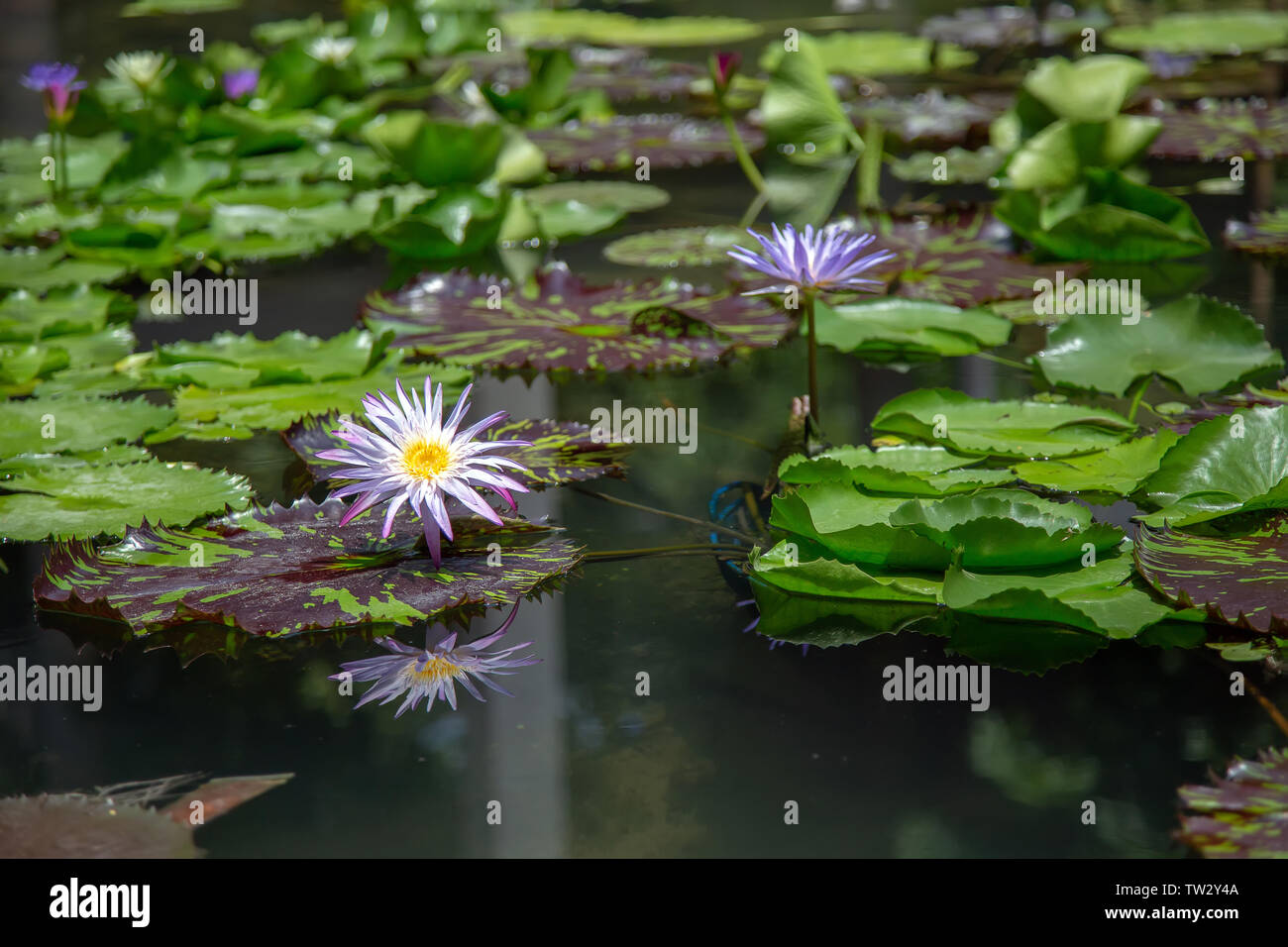 lotus flower and leaf on water pond background natural comcept Stock Photo