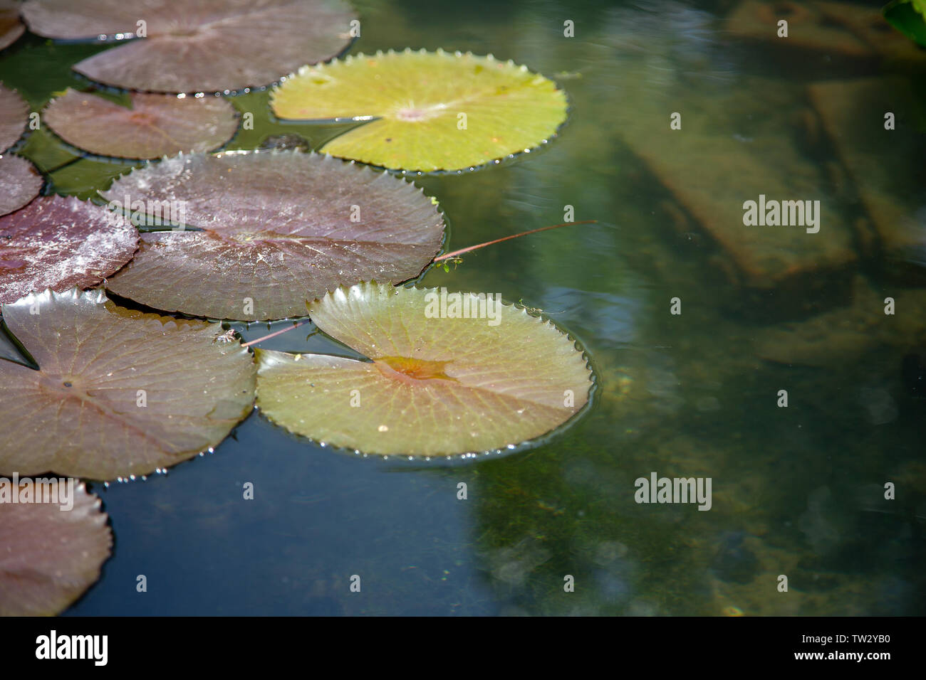 lotus leaf on water pond background natural comcept Stock Photo