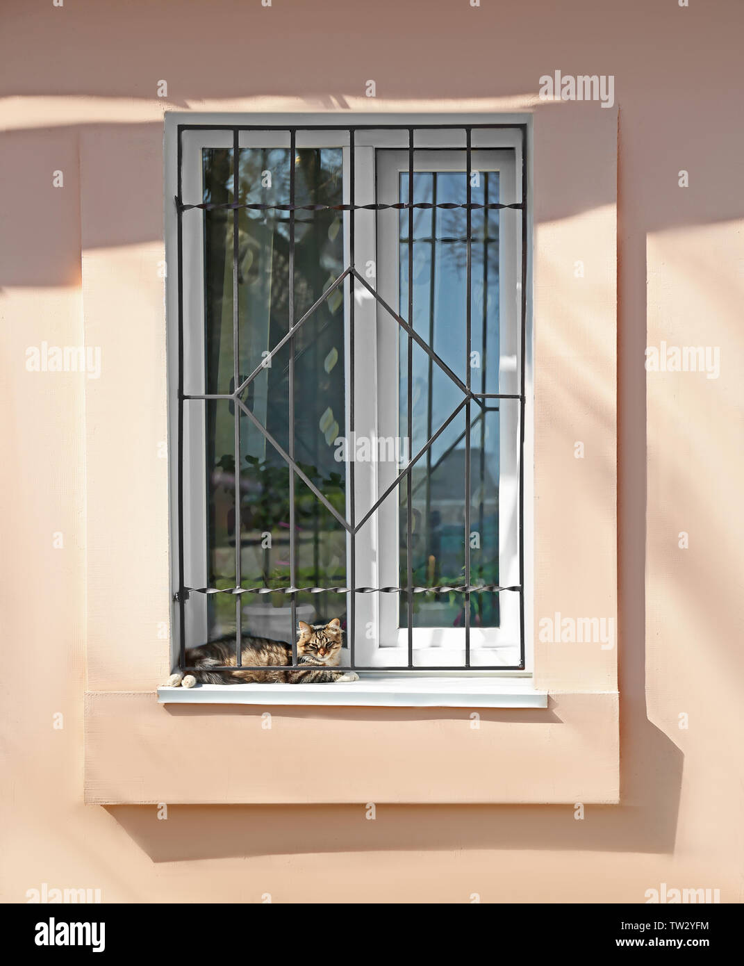 Cute cat lying on windowsill on sunny day Stock Photo - Alamy