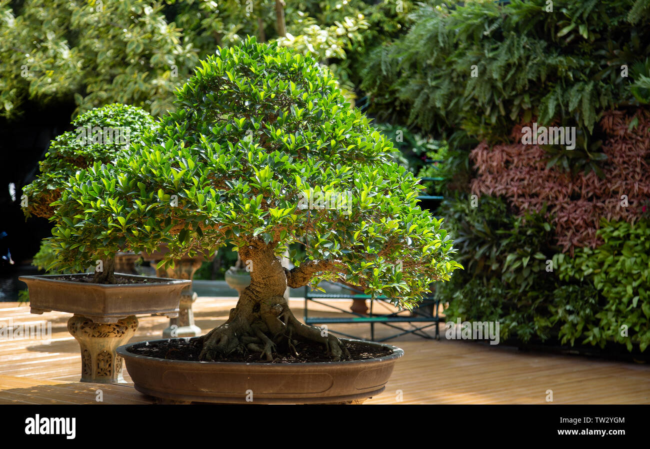 bonsai tree decoration garden exterior with nature for background Stock  Photo - Alamy
