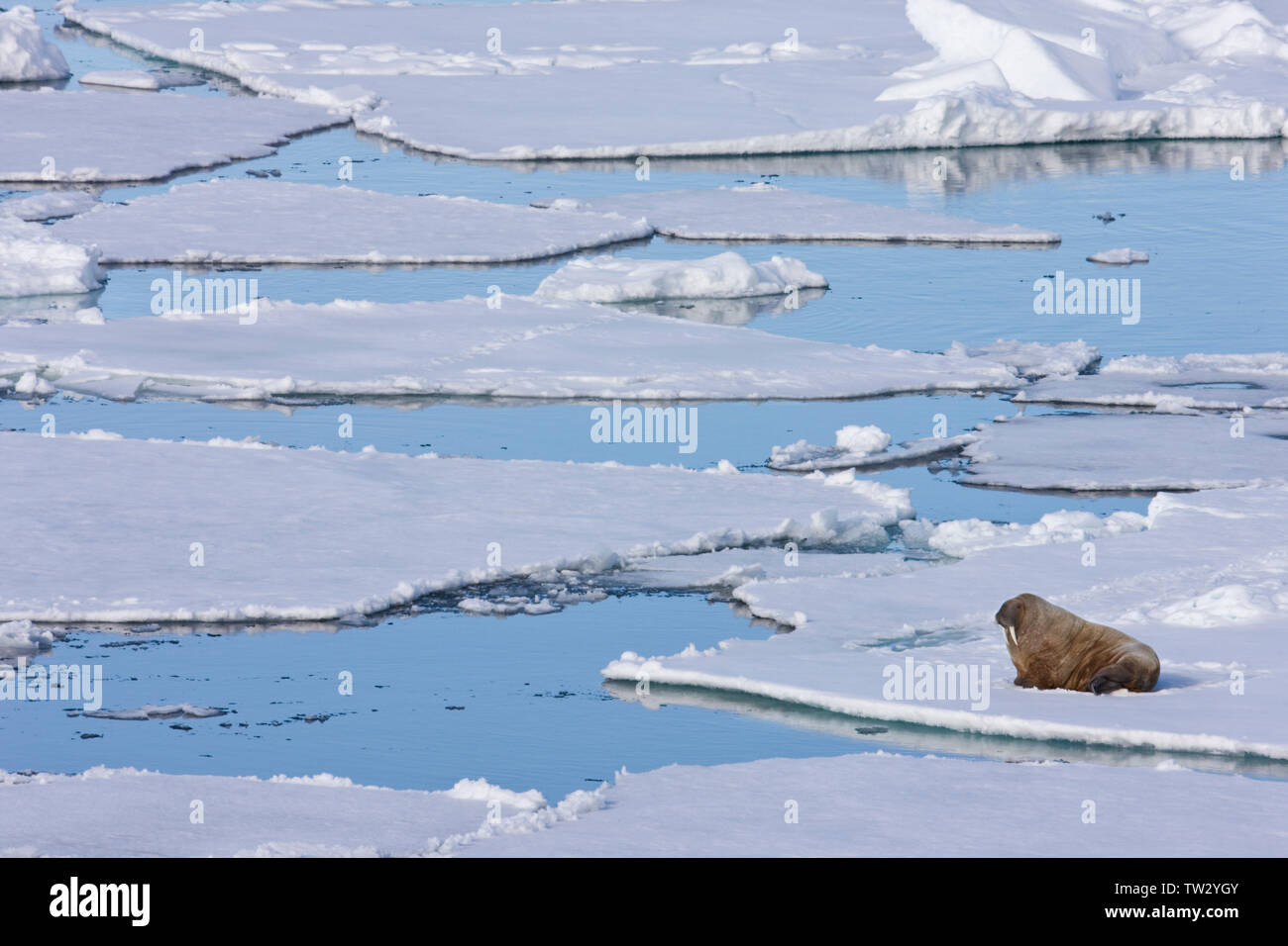 Lone Male walrus on sea ice, Franz Josef Land, Russian Arctic. Stock Photo