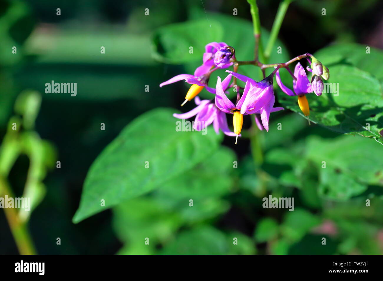 Closeup of purple nightshade flowers Stock Photo