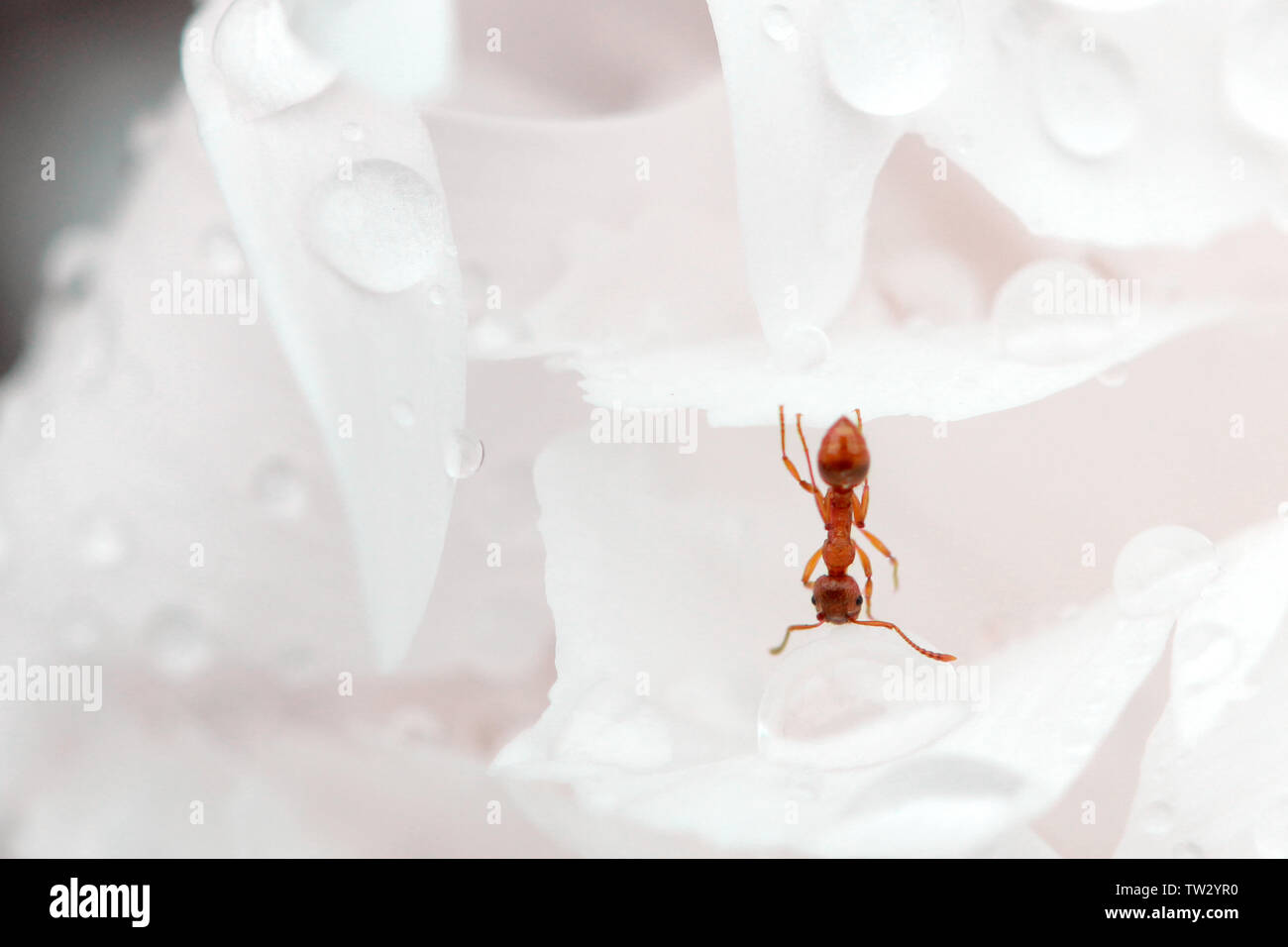 Close up of ant drinking on a water drop in the garden Stock Photo