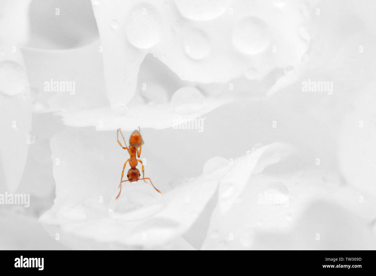 Red ant hanging upside down from a petal to drink on a water drop Stock