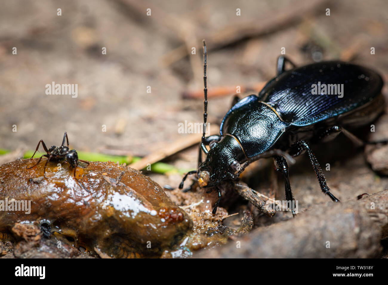 A violet ground beetle (Carabus violaceus) eating a slug Stock Photo