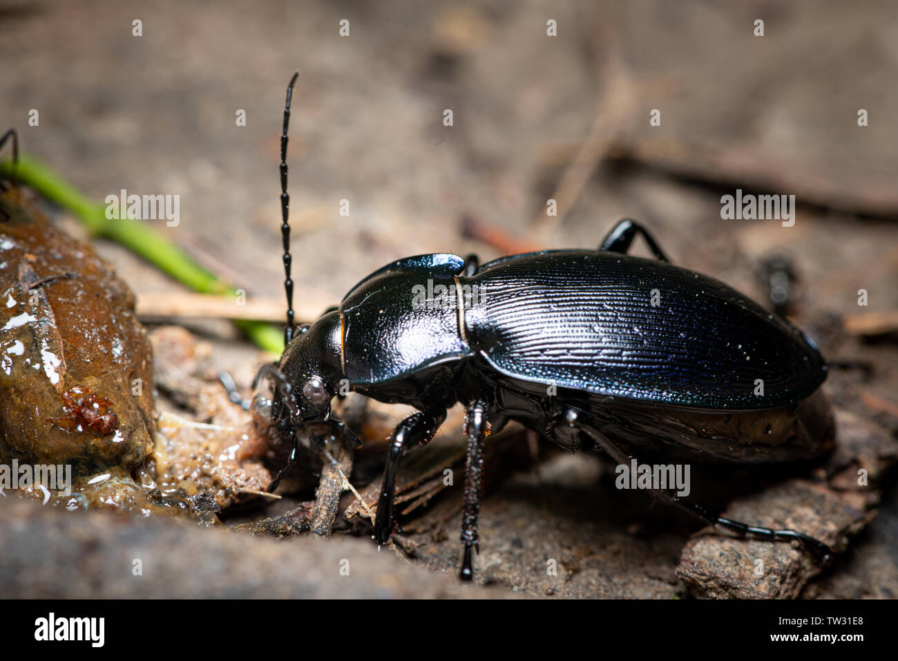 A violet ground beetle eating a slug Stock Photo