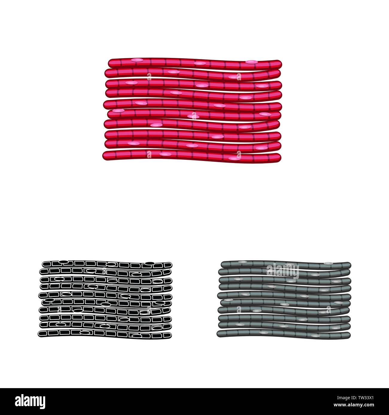 Vector illustration of fiber and muscular icon. Set of fiber and body ...