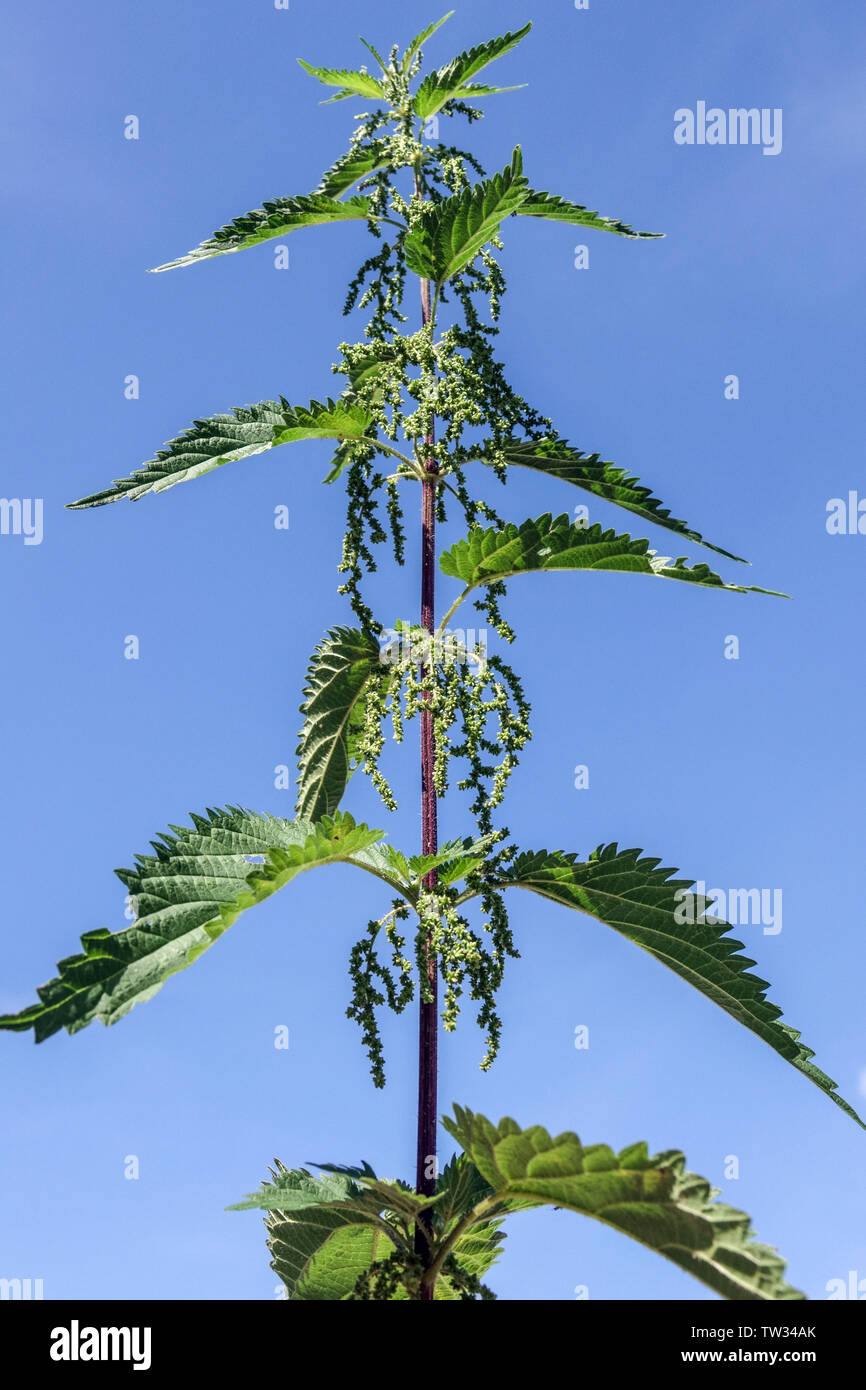 Stinging nettle leaves, blooming plant against blue sky,  Urtica dioica Stock Photo