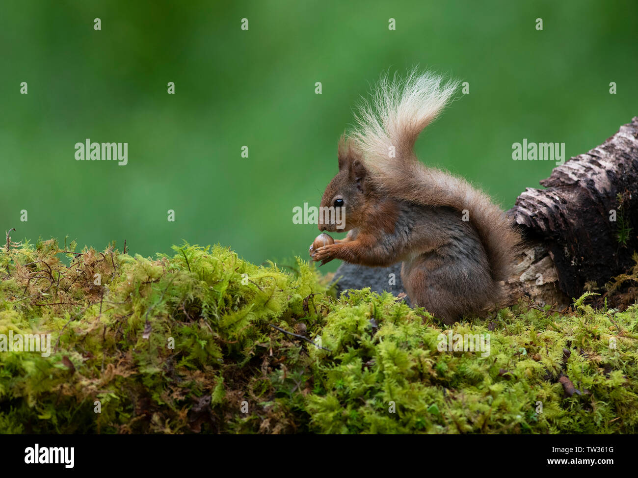 Red Squirrel-Sciurus vulgaris feeds on Hazelnut. Stock Photo