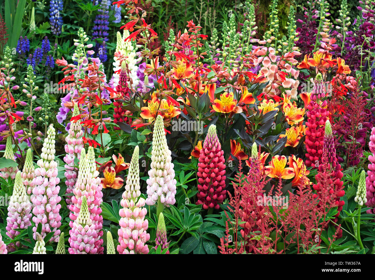 lupins in a cottage garden Stock Photo