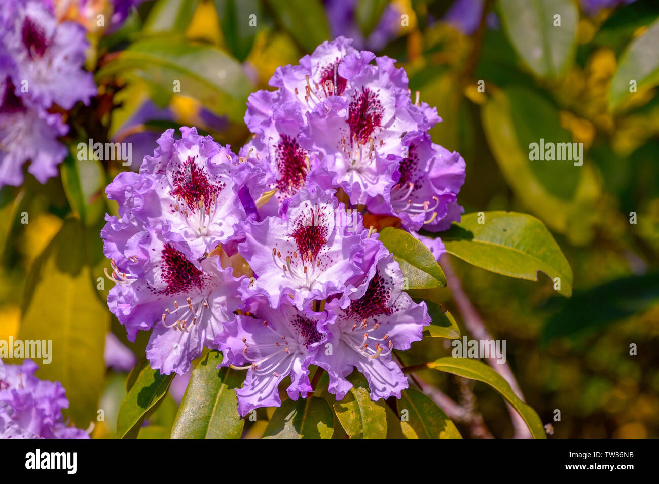 Rhododendron in verschiedenen Farben und unterschiedlichen Sorten Stock