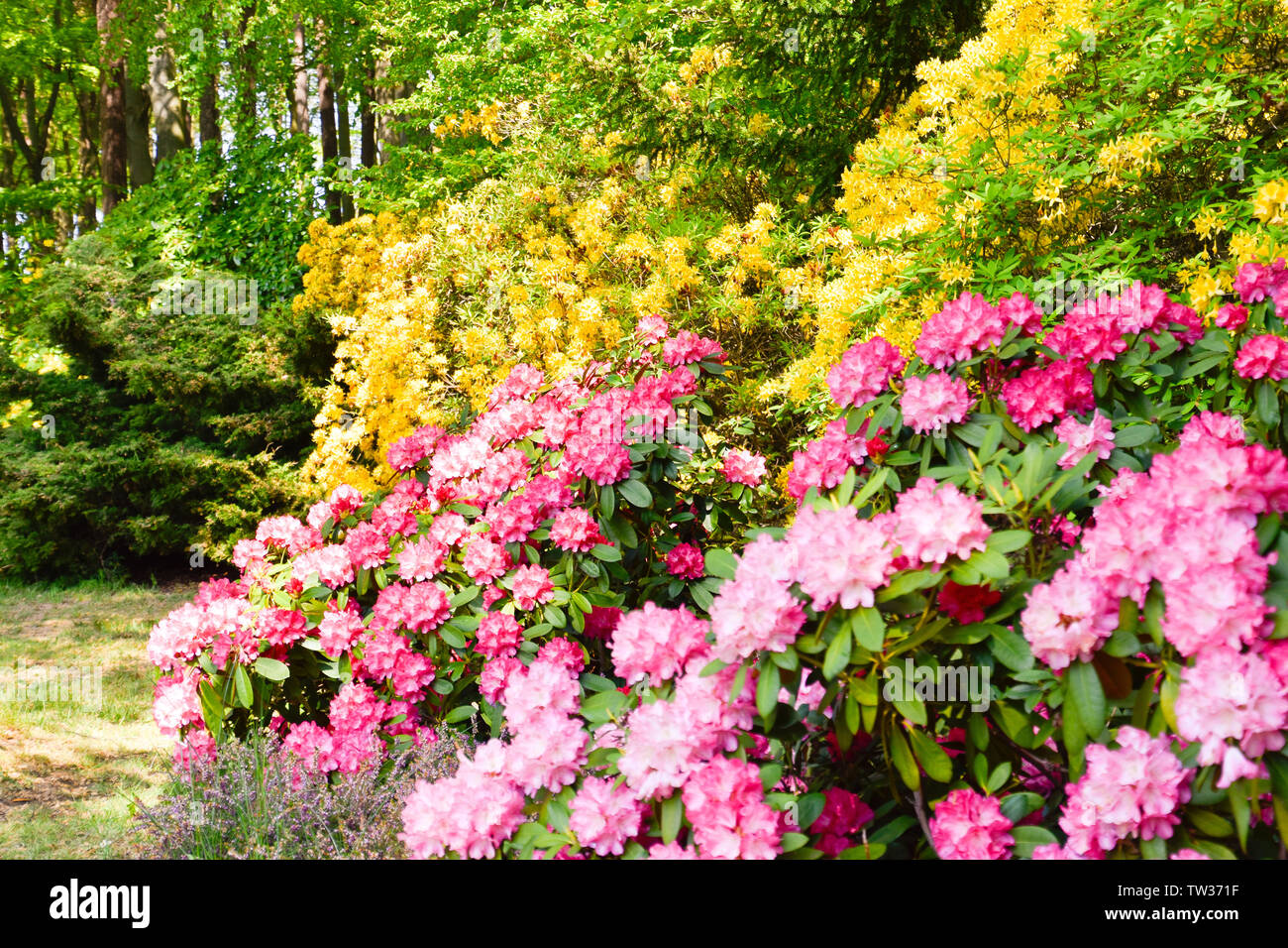 Rhododendron in verschiedenen Farben und unterschiedlichen Sorten Stock