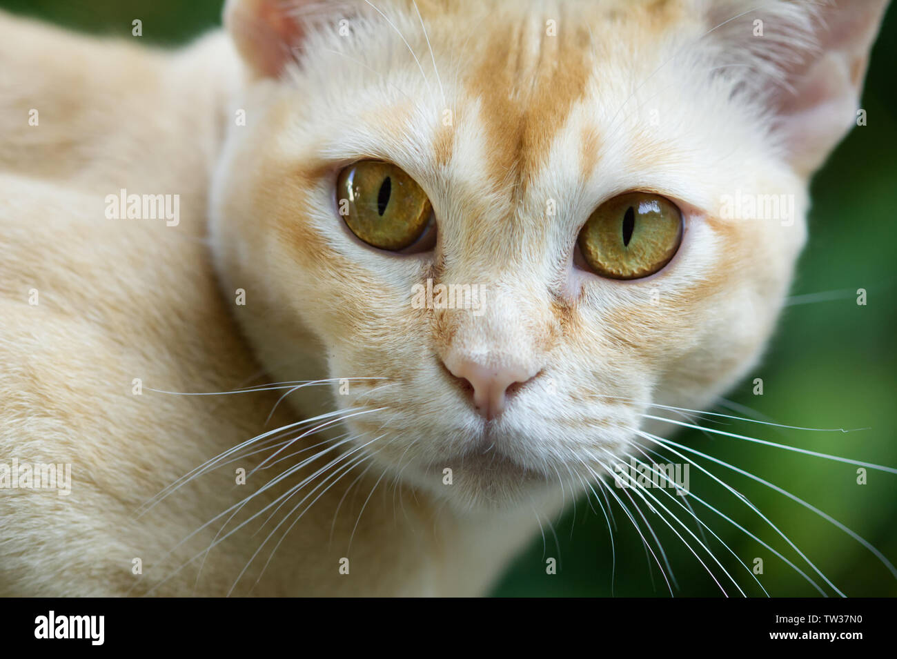 Pure-bred young Burmese cat with beige fur color Stock Photo