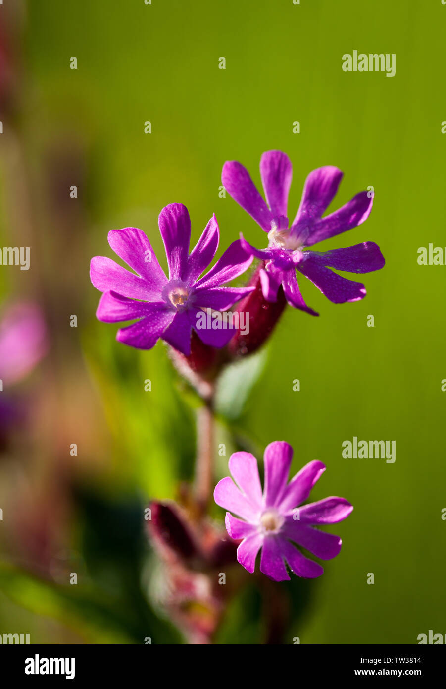 Rad campin flowers (Silene dioica) Stock Photo