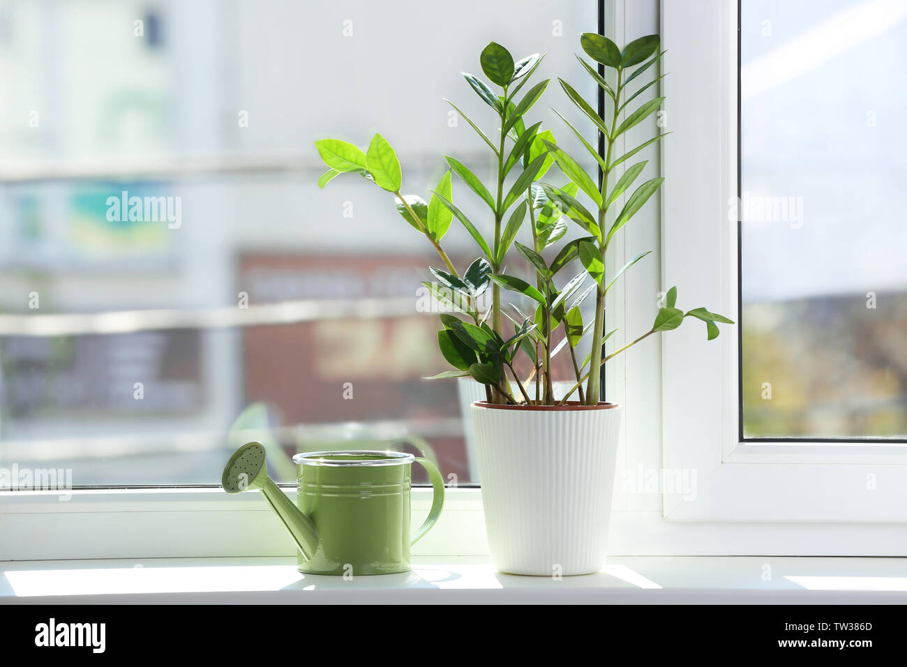 Beautiful home plant on windowsill Stock Photo