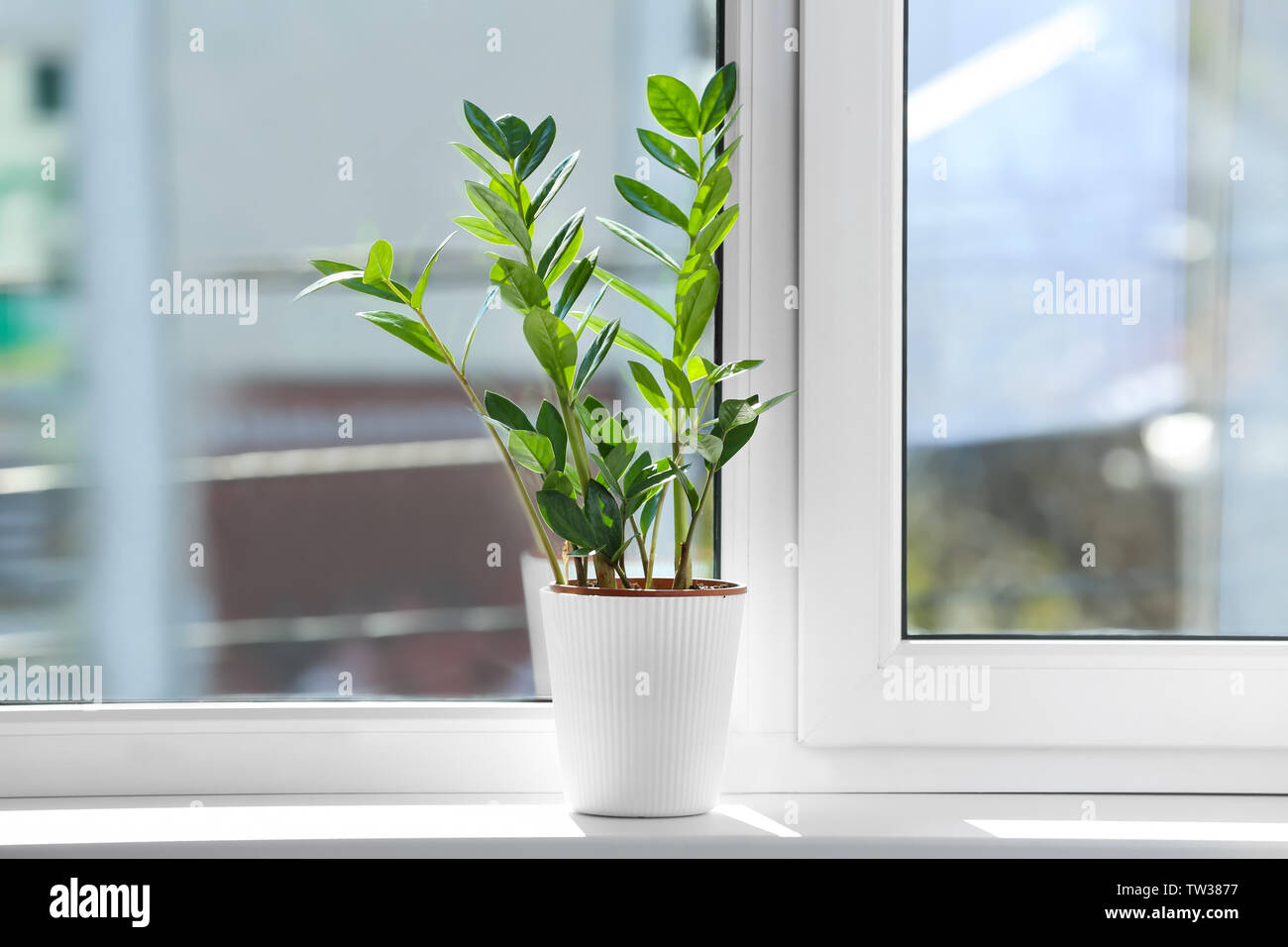 Beautiful home plant on windowsill Stock Photo