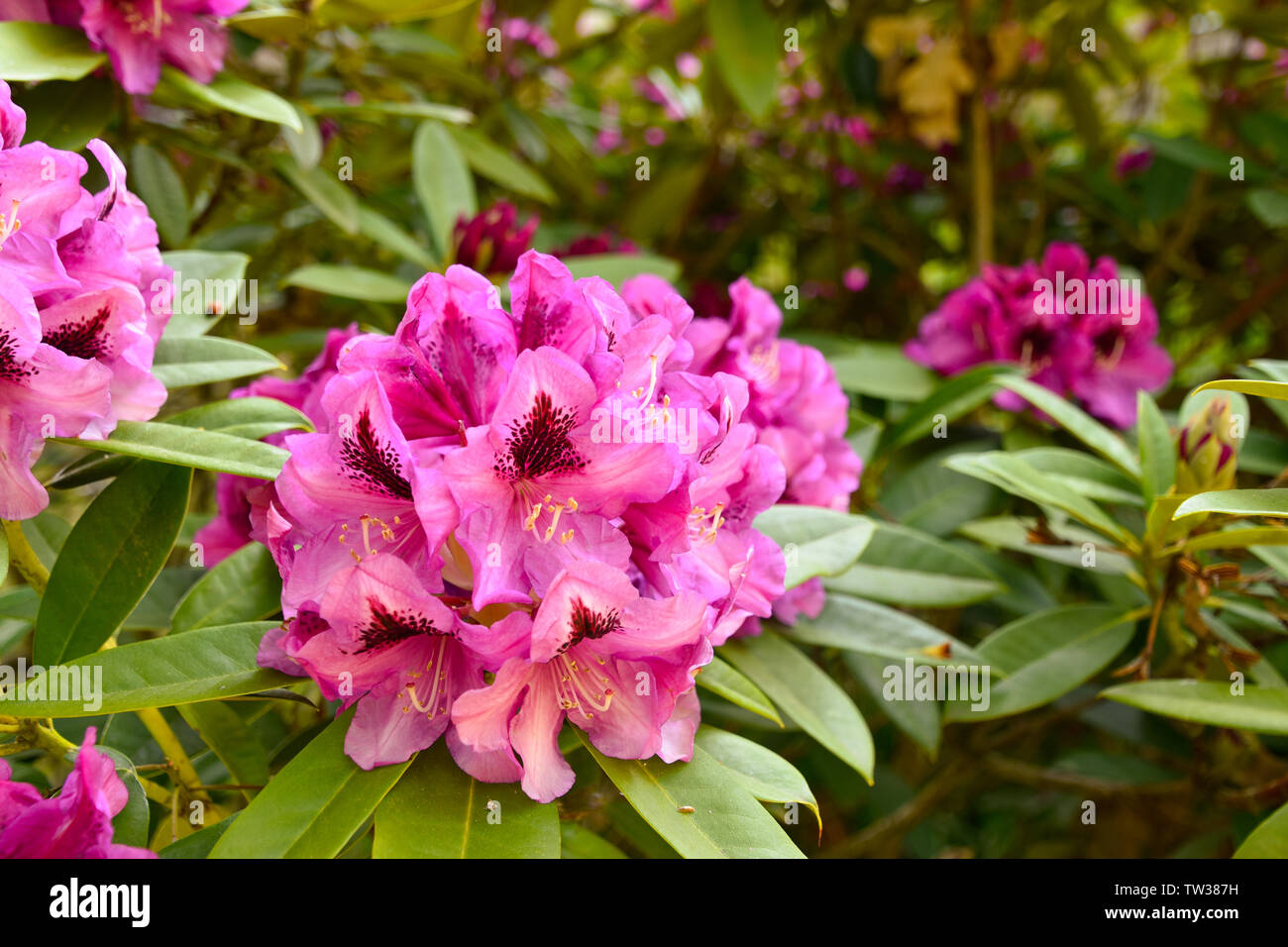 Rhododendron in verschiedenen Farben und unterschiedlichen Sorten Stock