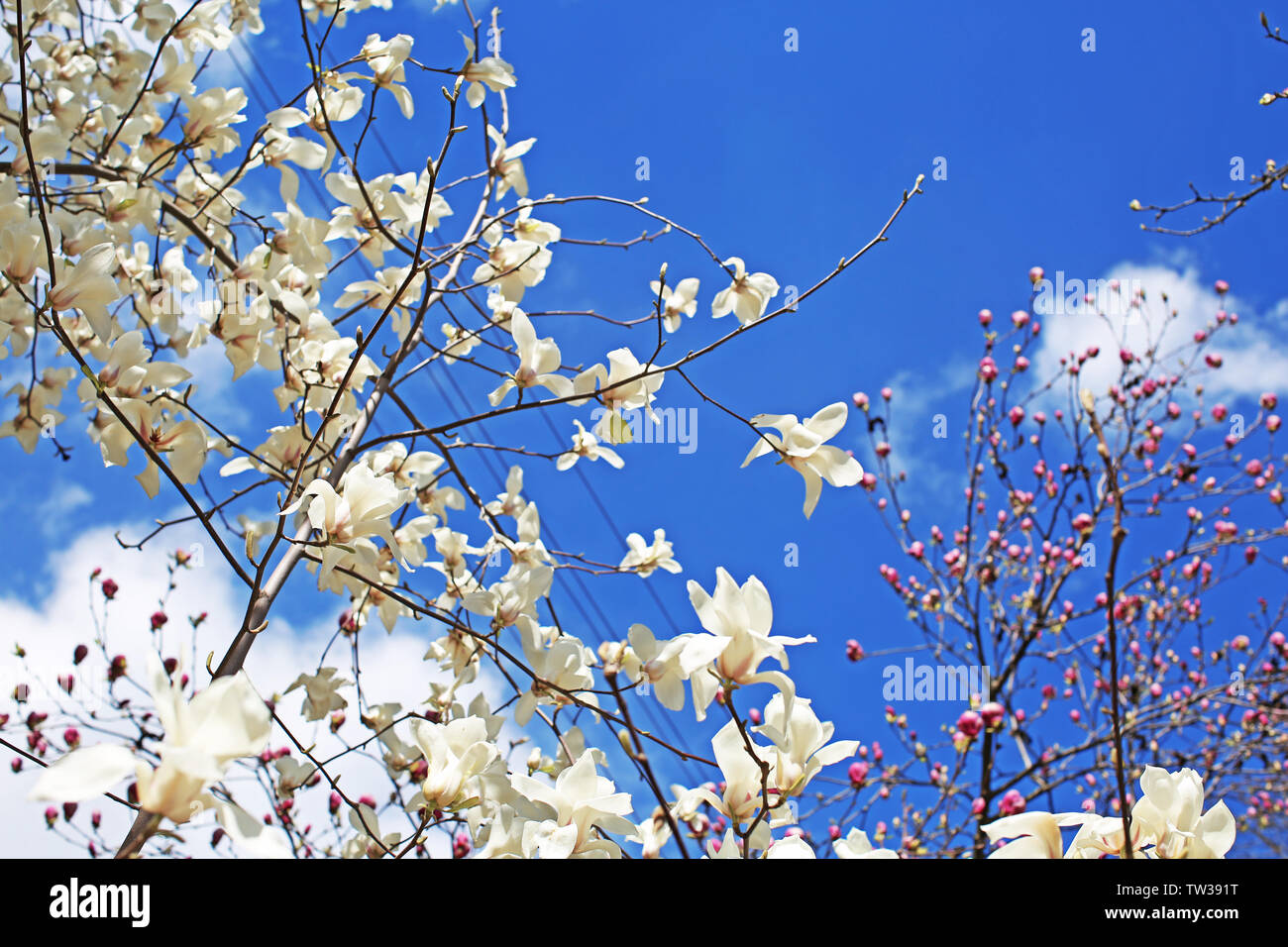 Blooming magnolia tree on sky background Stock Photo - Alamy