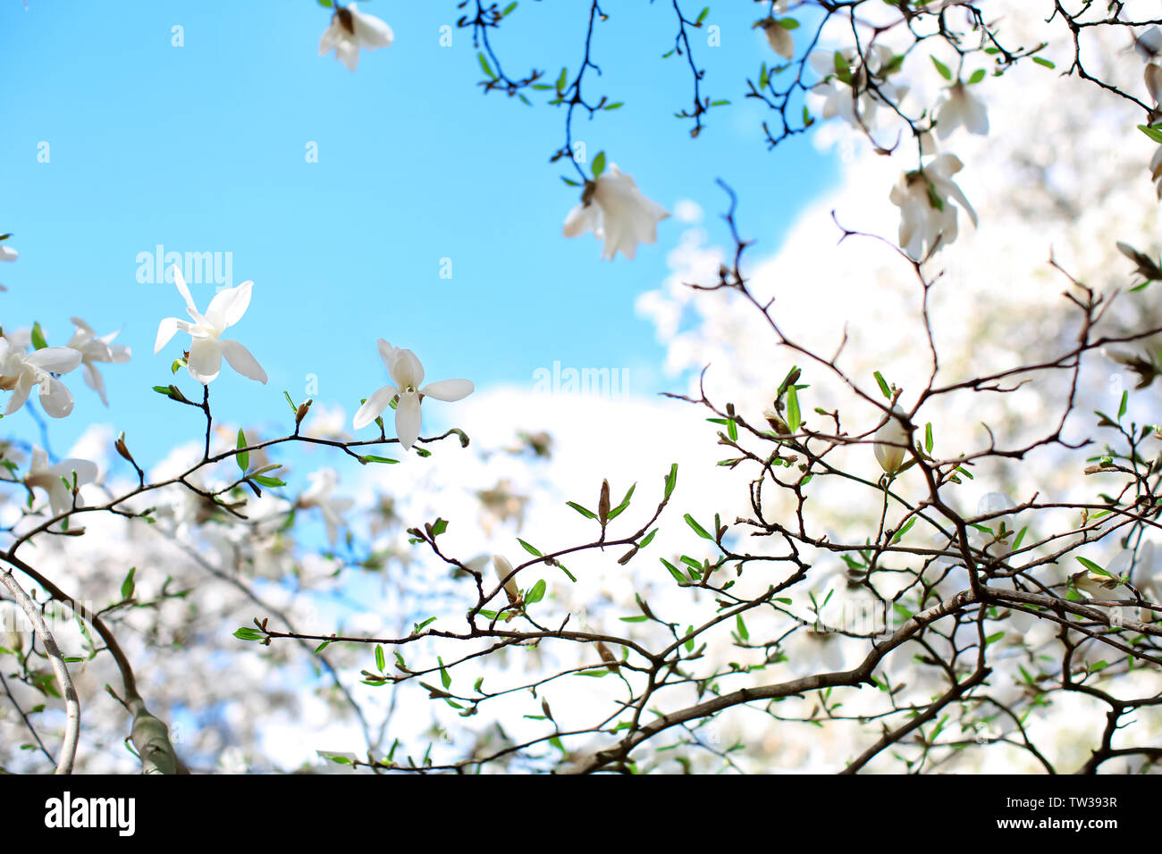 Blooming magnolia tree on sky background Stock Photo - Alamy