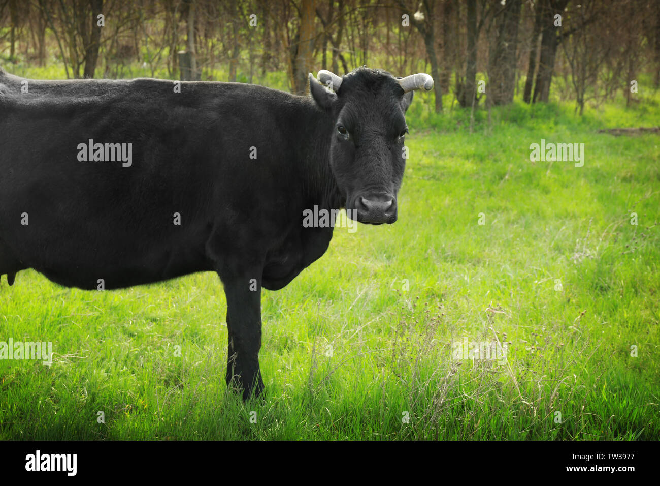 Black cow grazing on field with green grass Stock Photo - Alamy