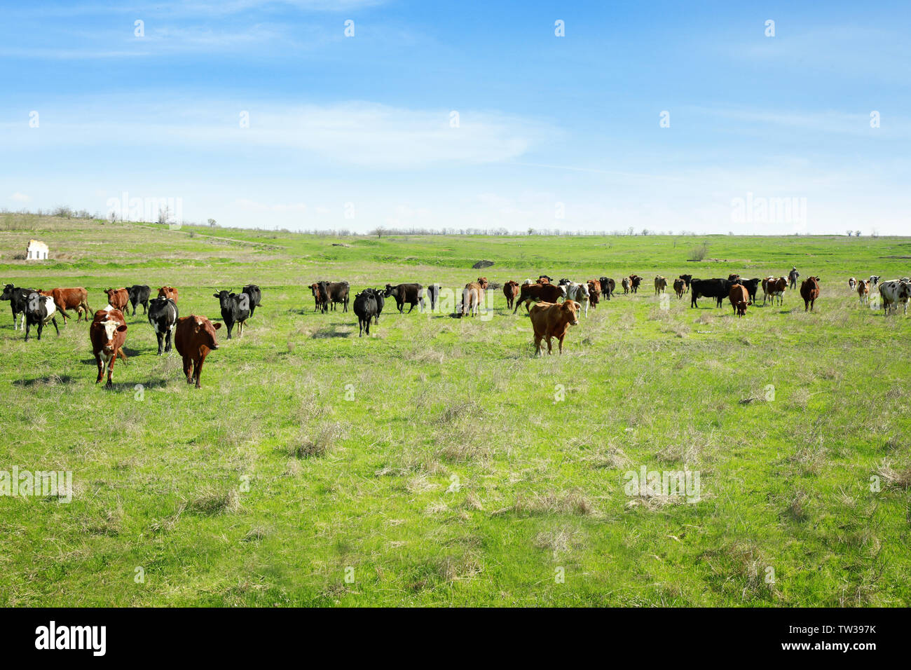 Herd of cattle grazing on green lawn Stock Photo - Alamy