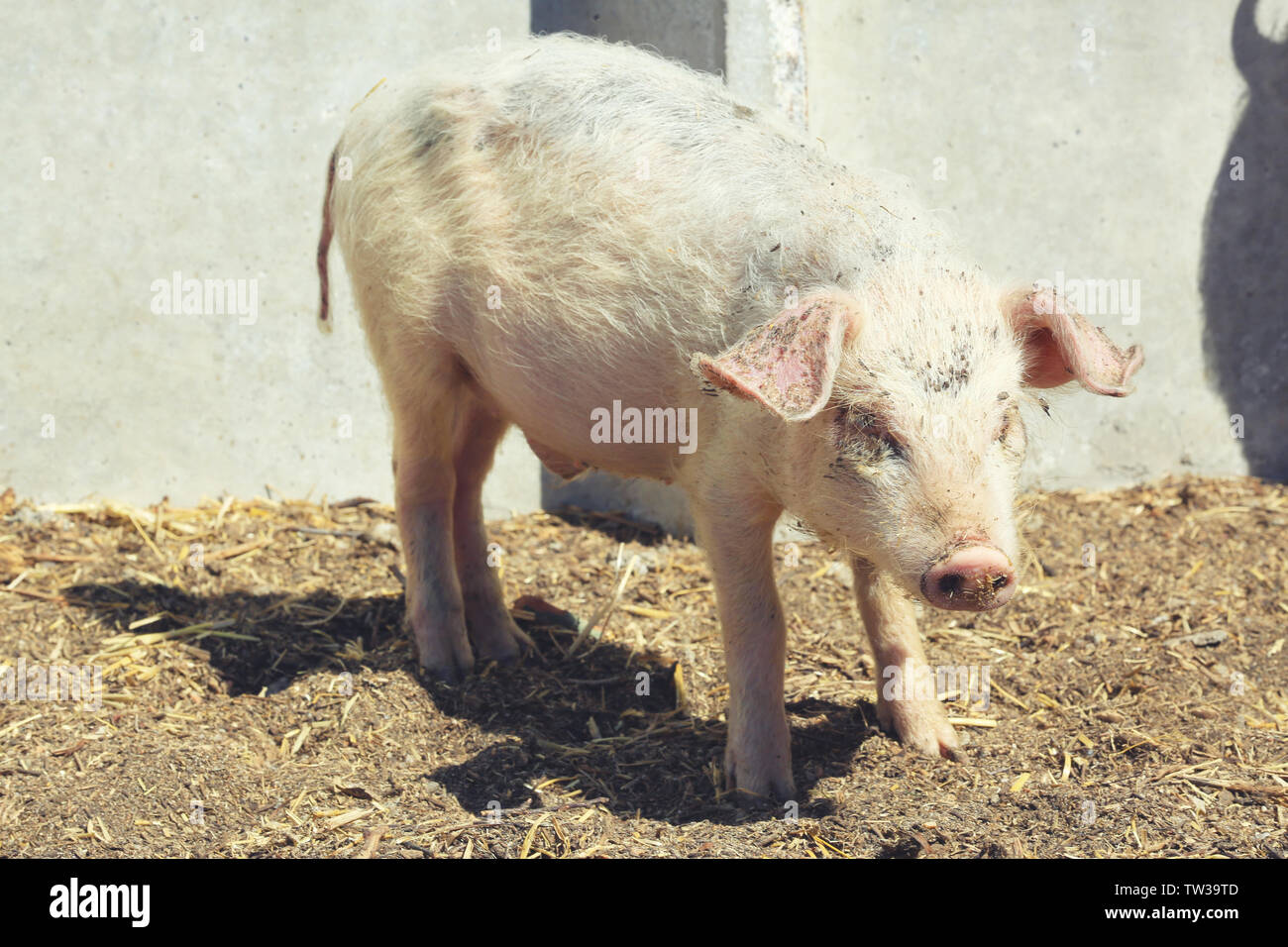 Enclosure with cute pig on farm Stock Photo - Alamy