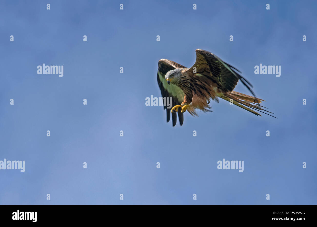 Red Kite-Milvus milvus in flight. Stock Photo