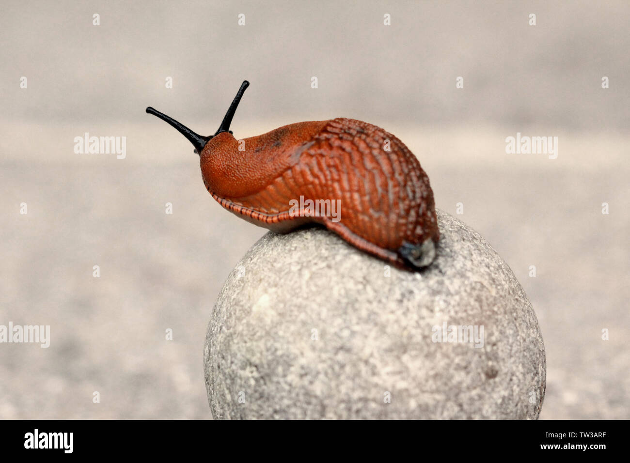 Slowly moving slimy snail in close up Stock Photo
