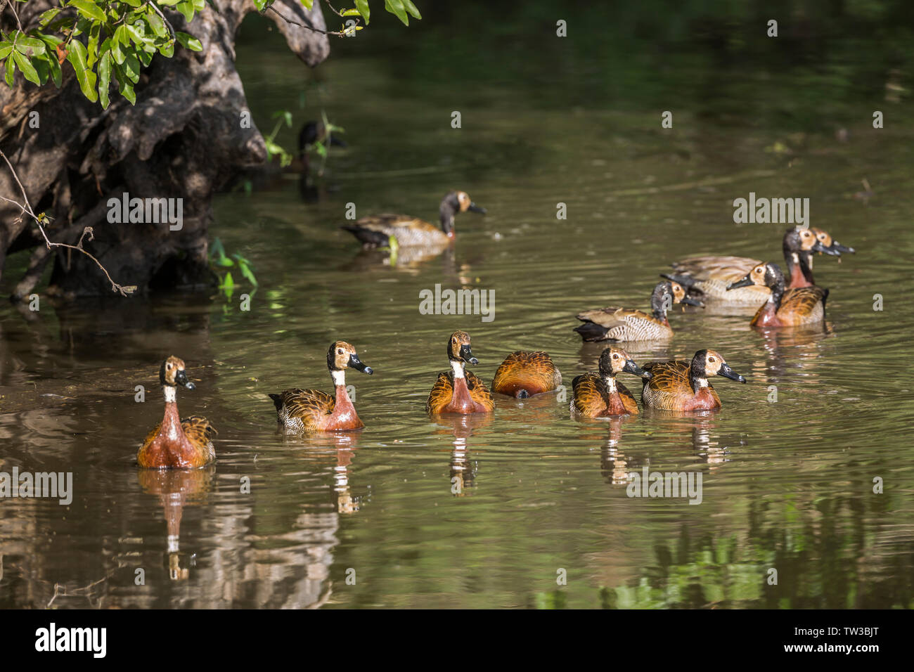 Small group of White faced Whistling-Duck swimming in water with reflection in Kruger National park, South Africa ; Specie Dendrocygna viduata family Stock Photo