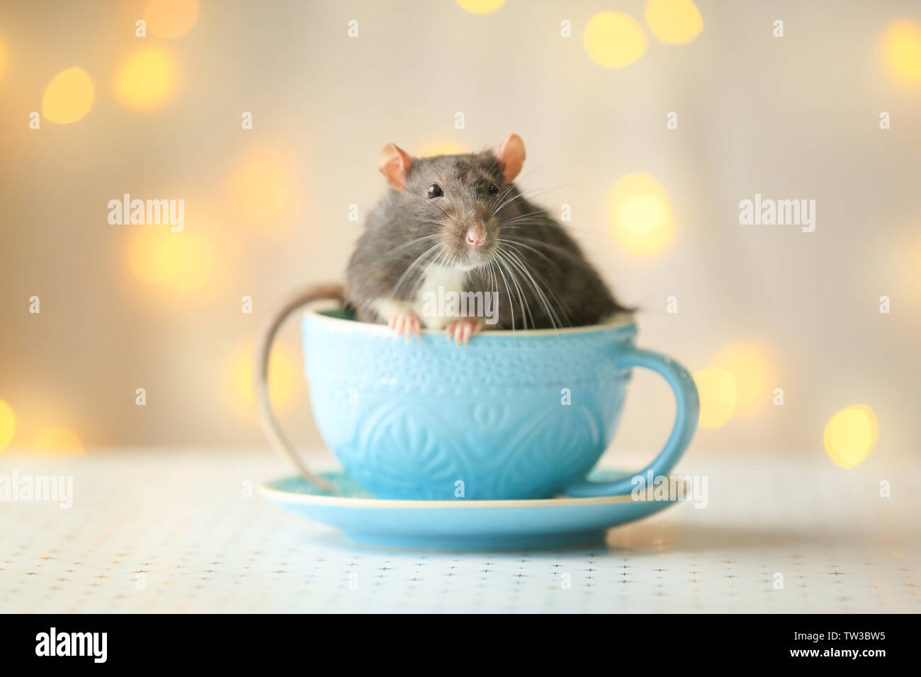 Cute rat in cup and defocused lights on background Stock Photo