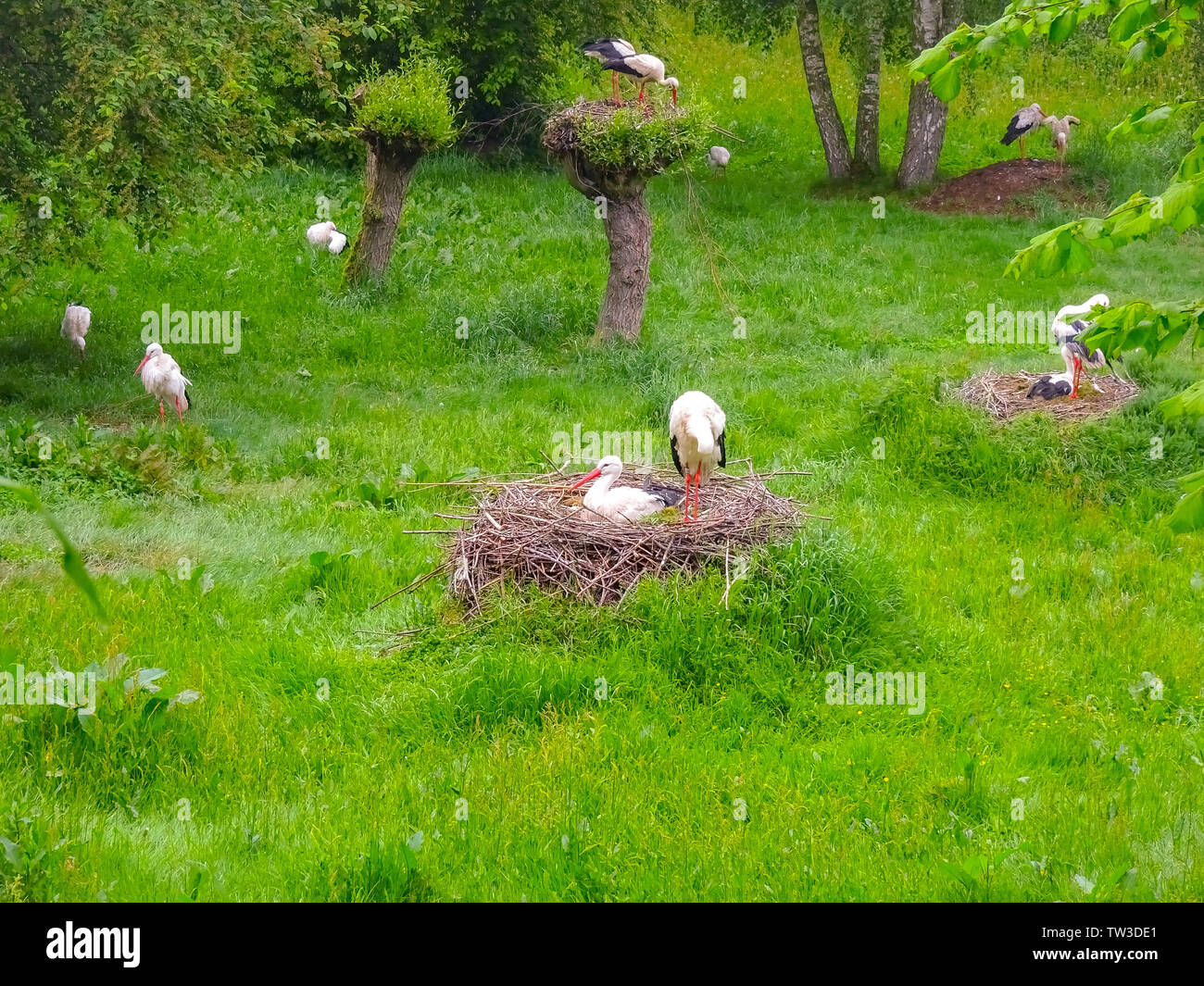 Storch auf der Wiese und im Nest Stock Photo - Alamy
