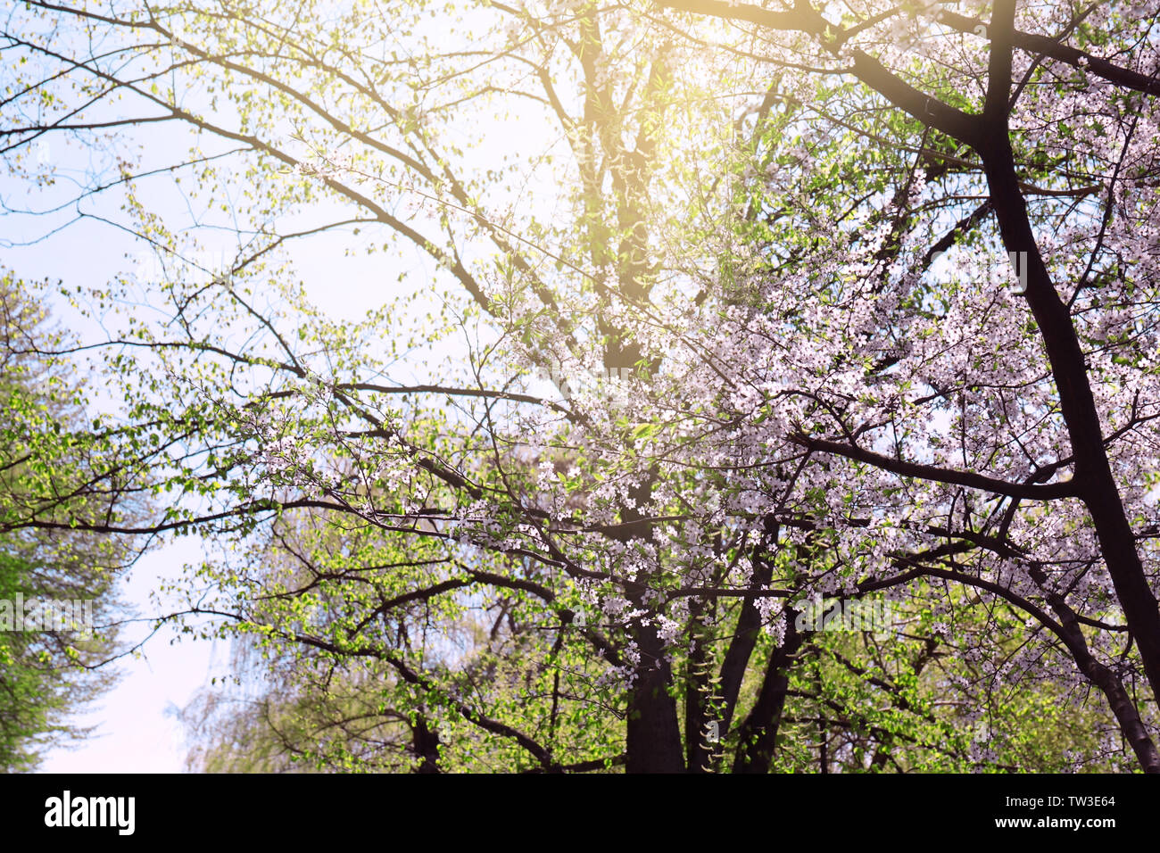 Branches of blooming trees on spring day Stock Photo - Alamy