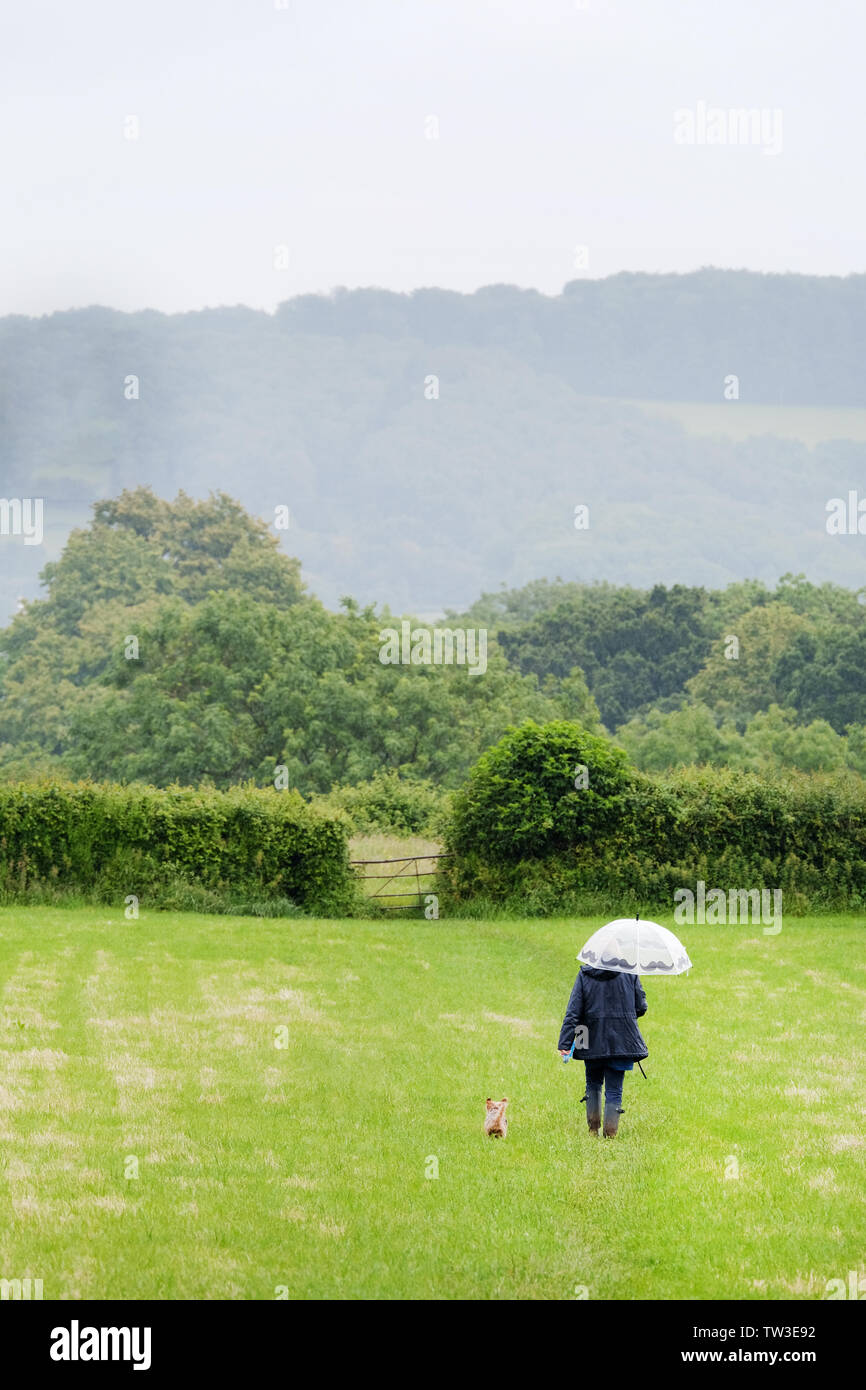 A middle aged dog walker makes her way across a farmers field whilst out walking a small dog. She's holding an umbrella to keep her dry from the rain Stock Photo