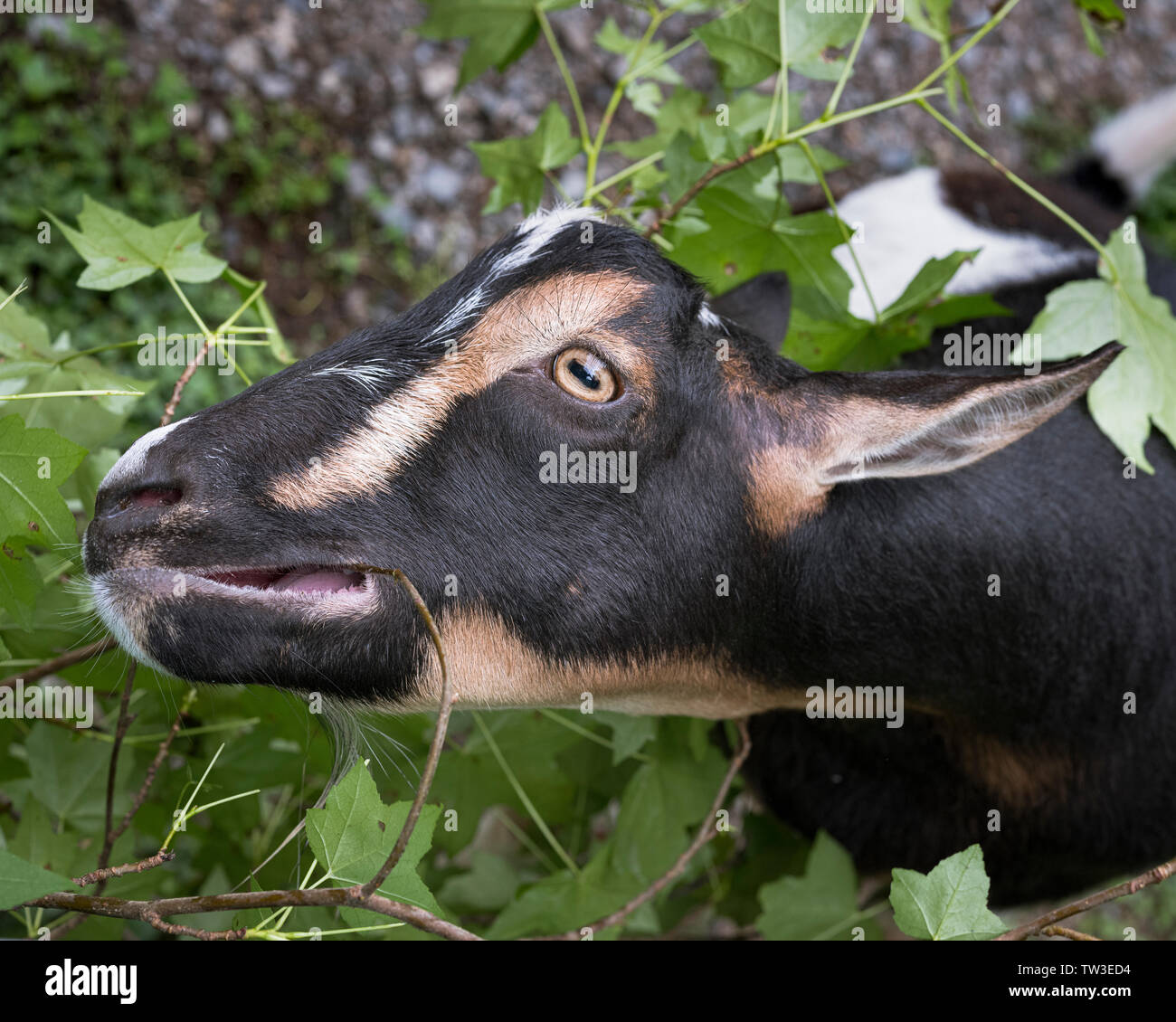 Nigerian Dwarf goat eating leaves off a maple tree. A hobby farm pet
