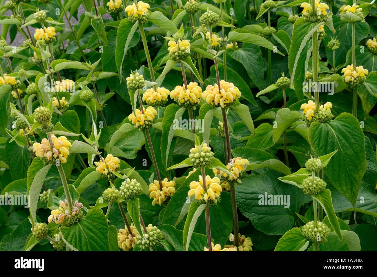 Phlomis russeliana Turkish sage flowering plant in the mint family Stock Photo