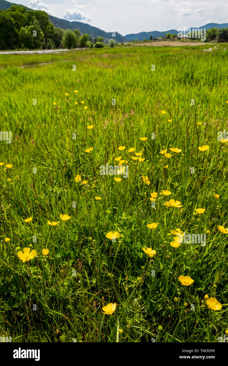 Macoun Buttercup; Ranunculus macounii; Ranunculaceae; wildflowers in bloom; growing in flooded ranch pasture; South Arkansas River; Vandaveer Ranch; S Stock Photo