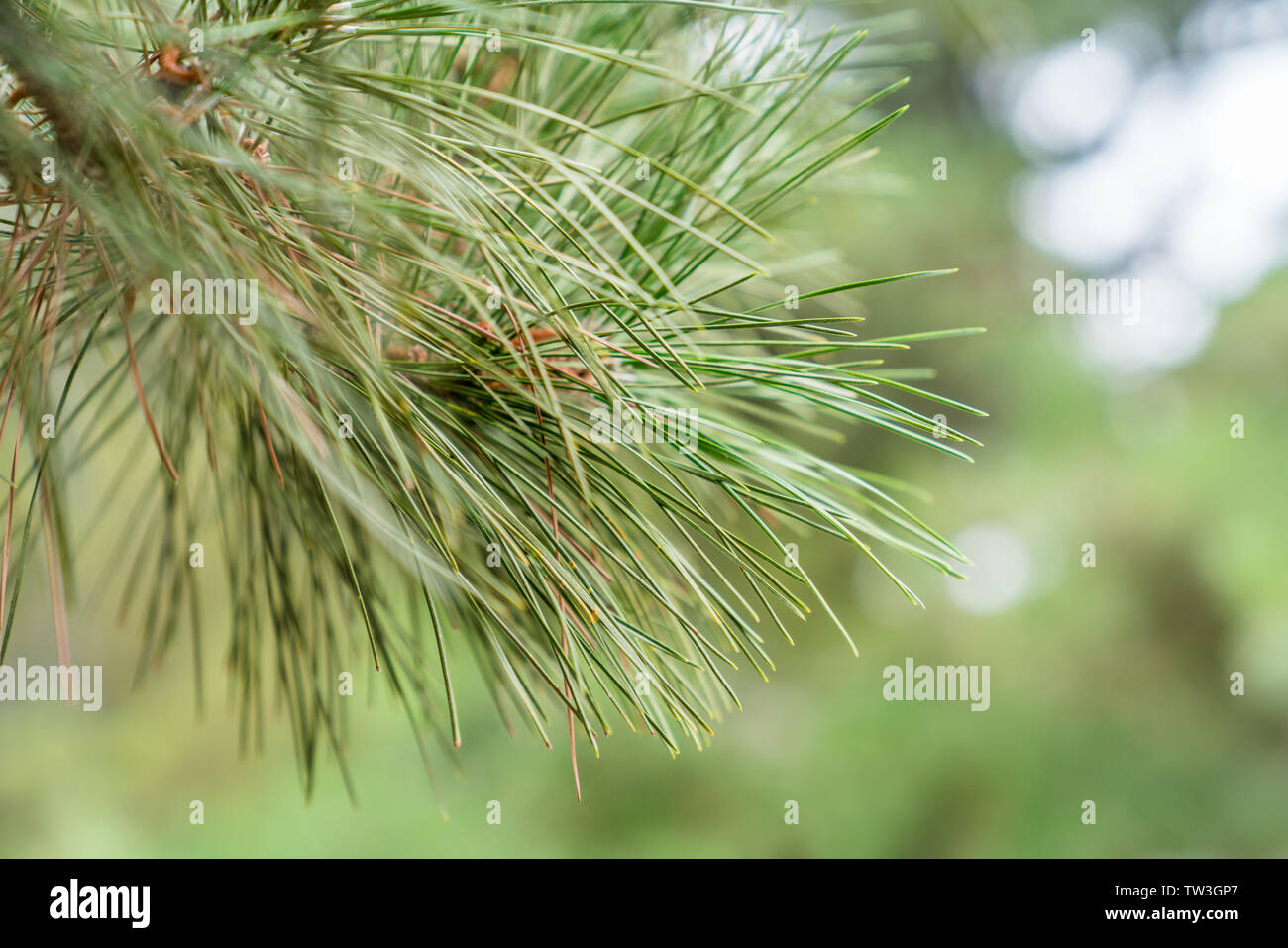 Local close-up of outdoors pine and cypress branches and leaves Stock Photo