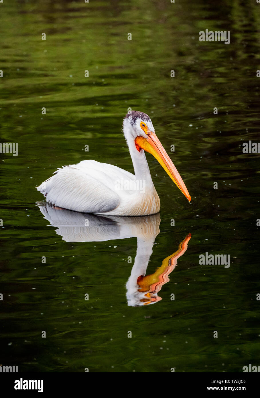 American White Pelican swimming in Sands Lake State Wildlife Area; Salida; Colorado; USA Stock Photo