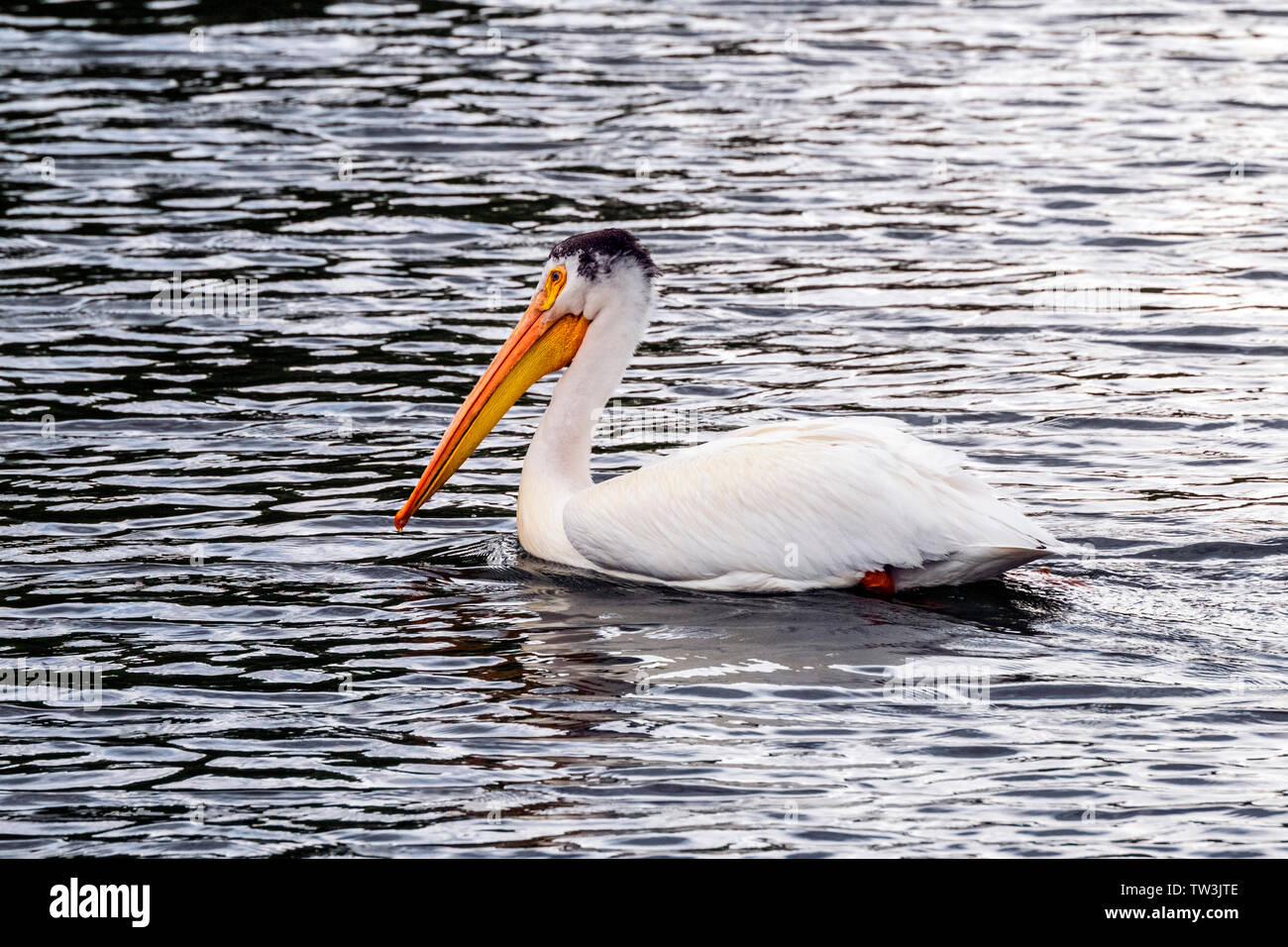 American White Pelican swimming in Sands Lake State Wildlife Area; Salida; Colorado; USA Stock Photo