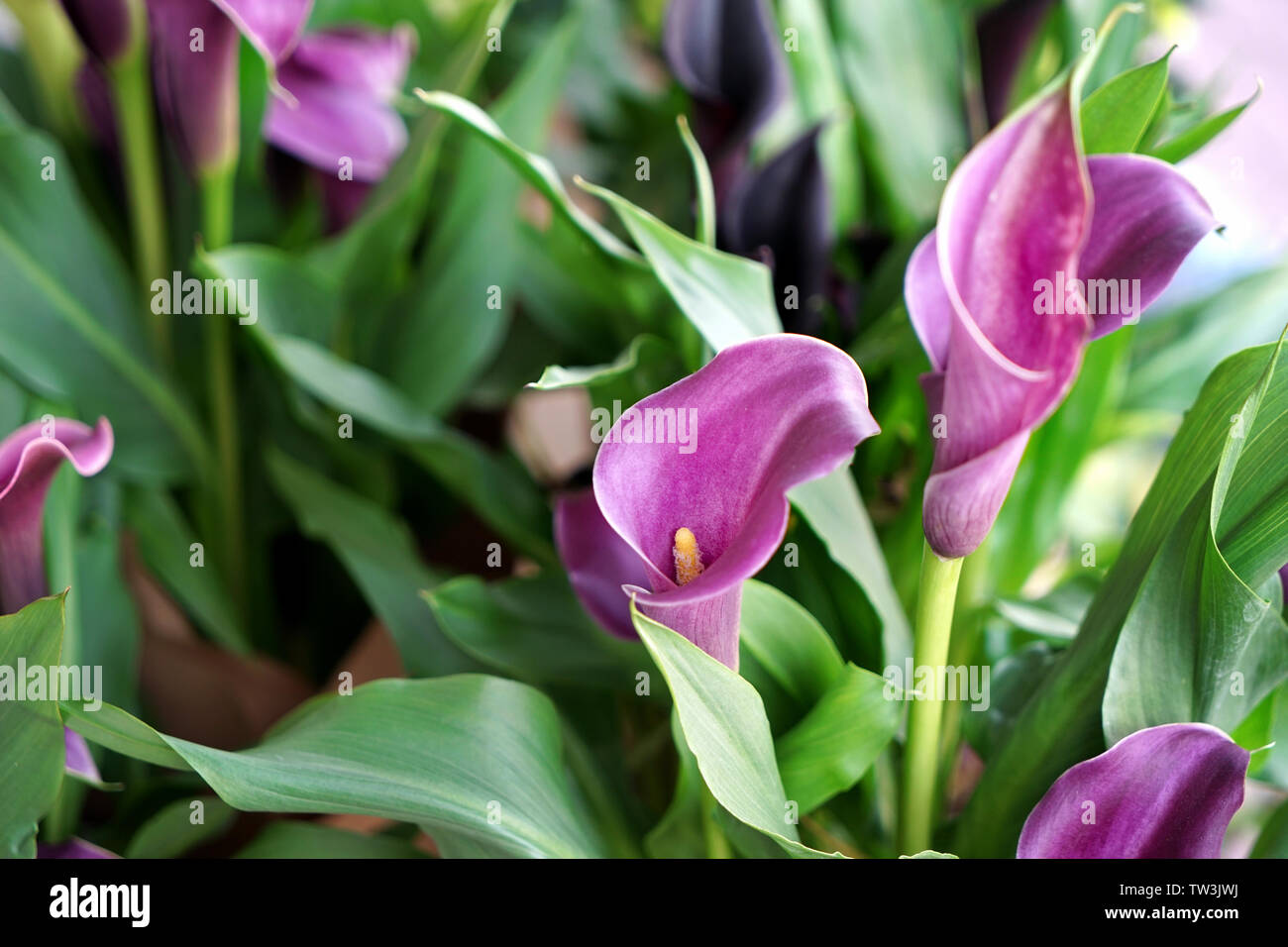 Calla Spring Rose Festive bouquet calla flowers hi-res stock photography and images - Alamy