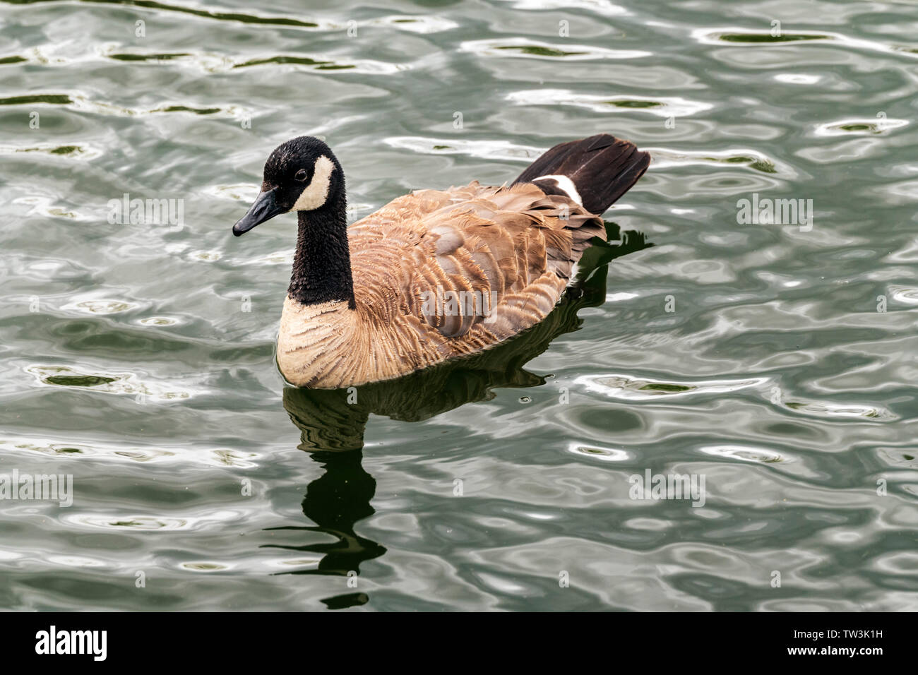 Canadian goose swimming in Sands Lake State Wildlife Area; Salida; Colorado; USA Stock Photo