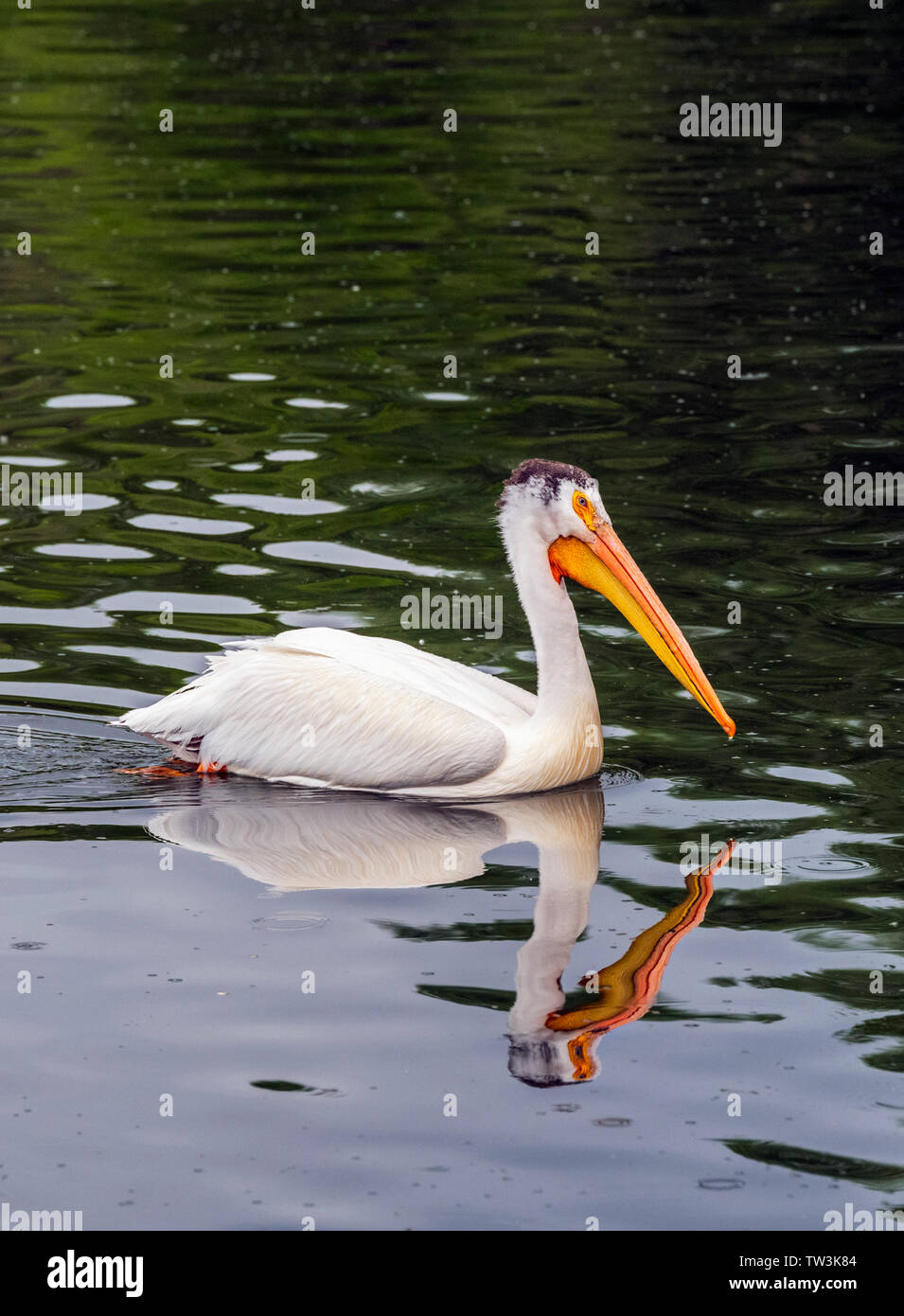 American White Pelican swimming in Sands Lake State Wildlife Area