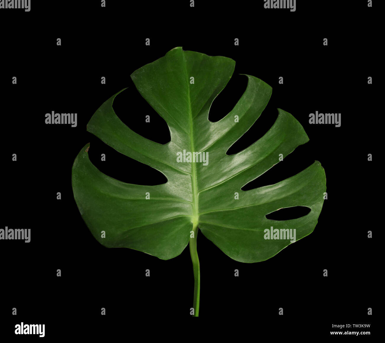 Green tropical leaf on dark background Stock Photo - Alamy