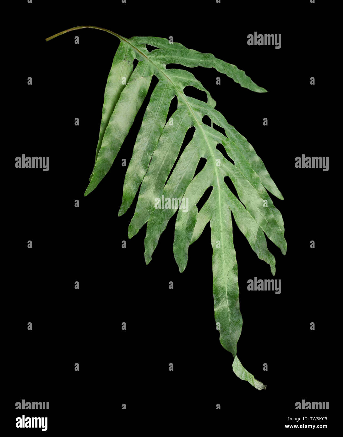 Green tropical leaf on dark background Stock Photo - Alamy