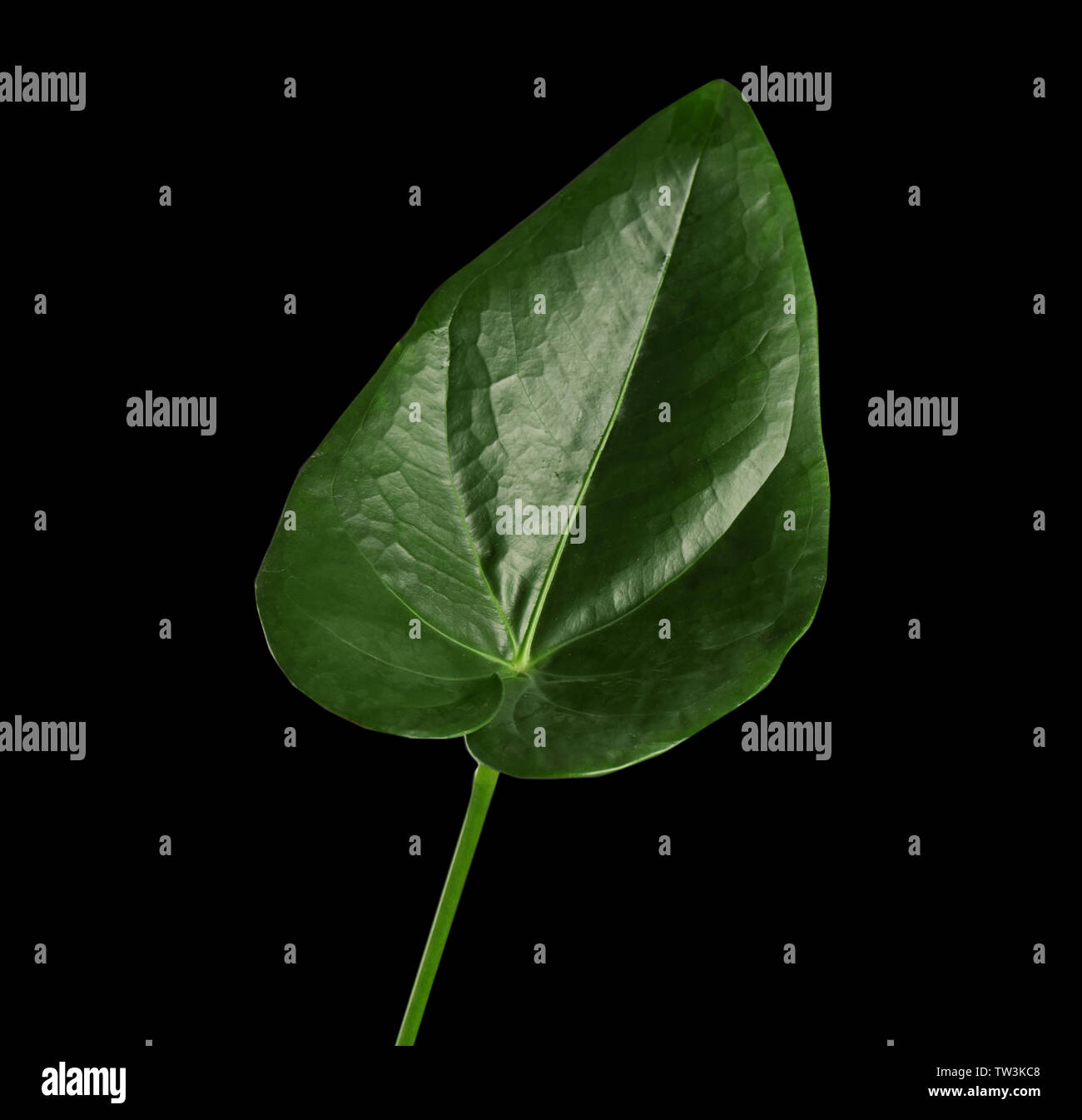 Green tropical leaf on dark background Stock Photo - Alamy