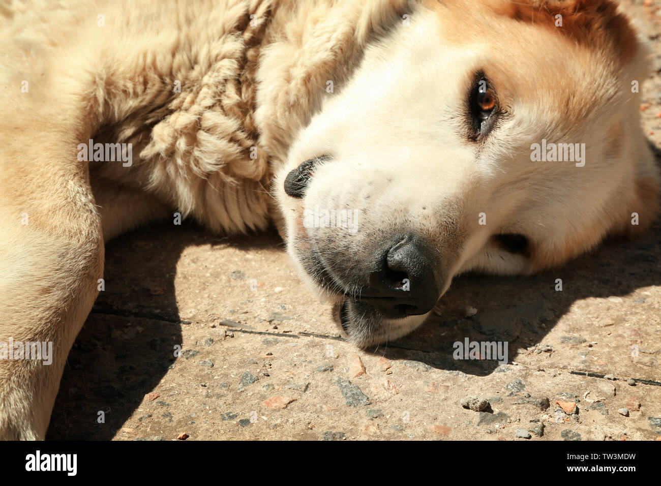 Cute funny dog lying on ground outdoors Stock Photo - Alamy
